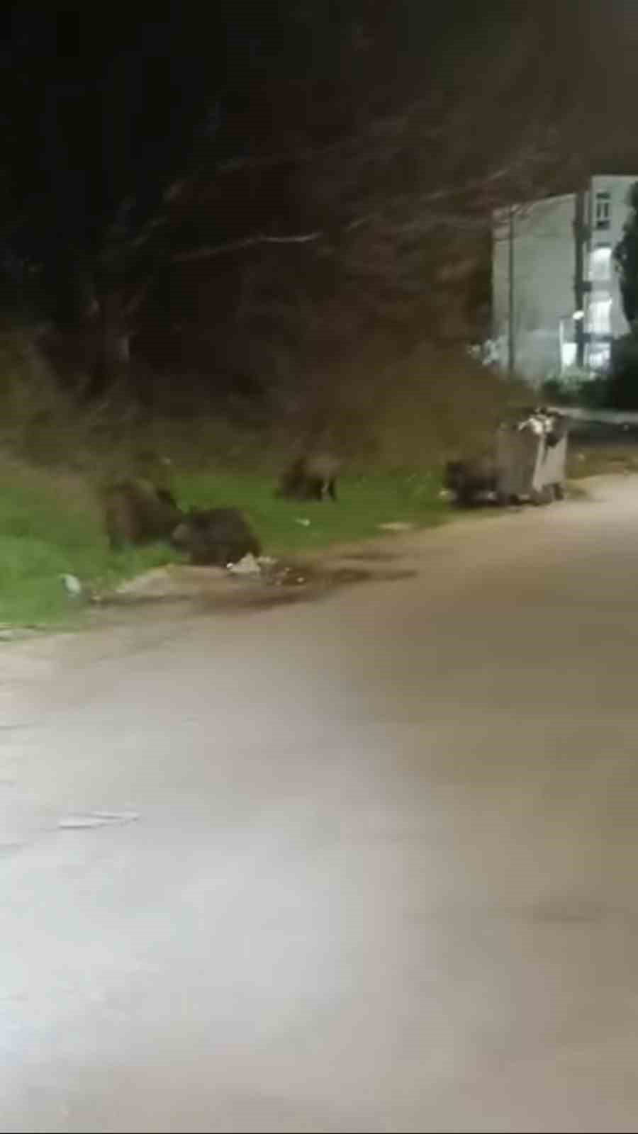 bursada ac kalan domuz surusu sehre indi 0 fIG1O1GX
