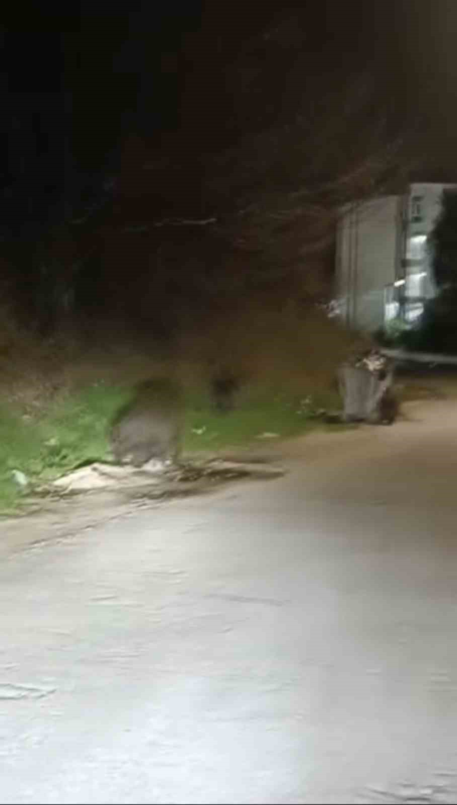 bursada ac kalan domuz surusu sehre indi 1 3Q2wOpiT