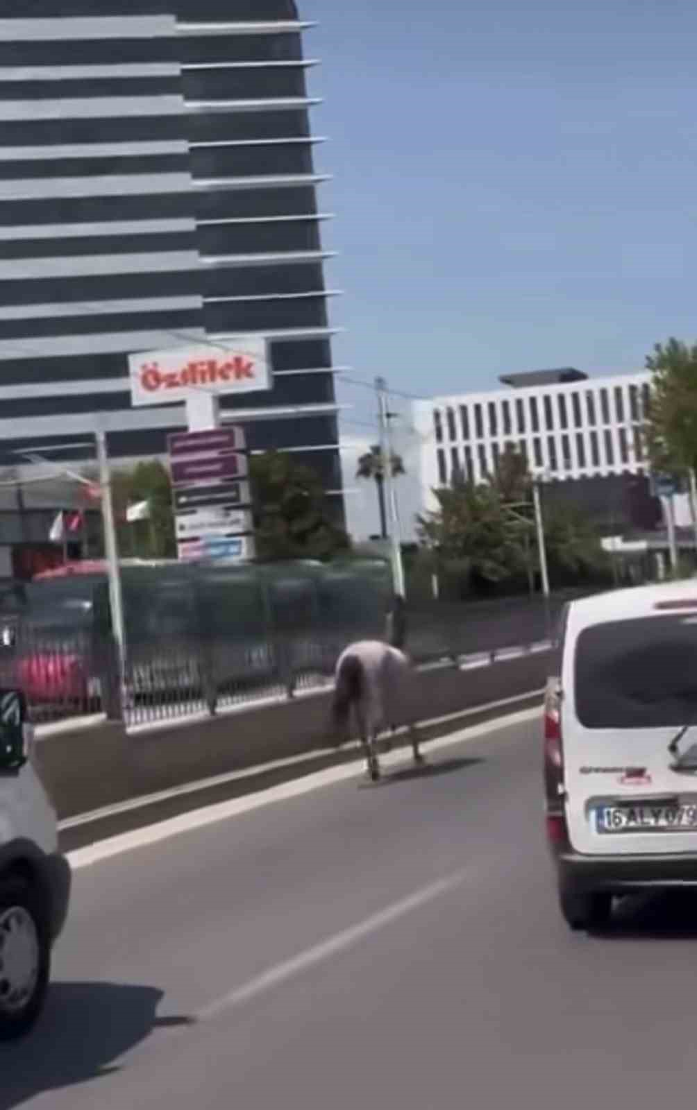 Bursa’da başıboş atlar trafiği tehlikeye attı 4 bursada basibos atlar trafigi tehlikeye atti 0