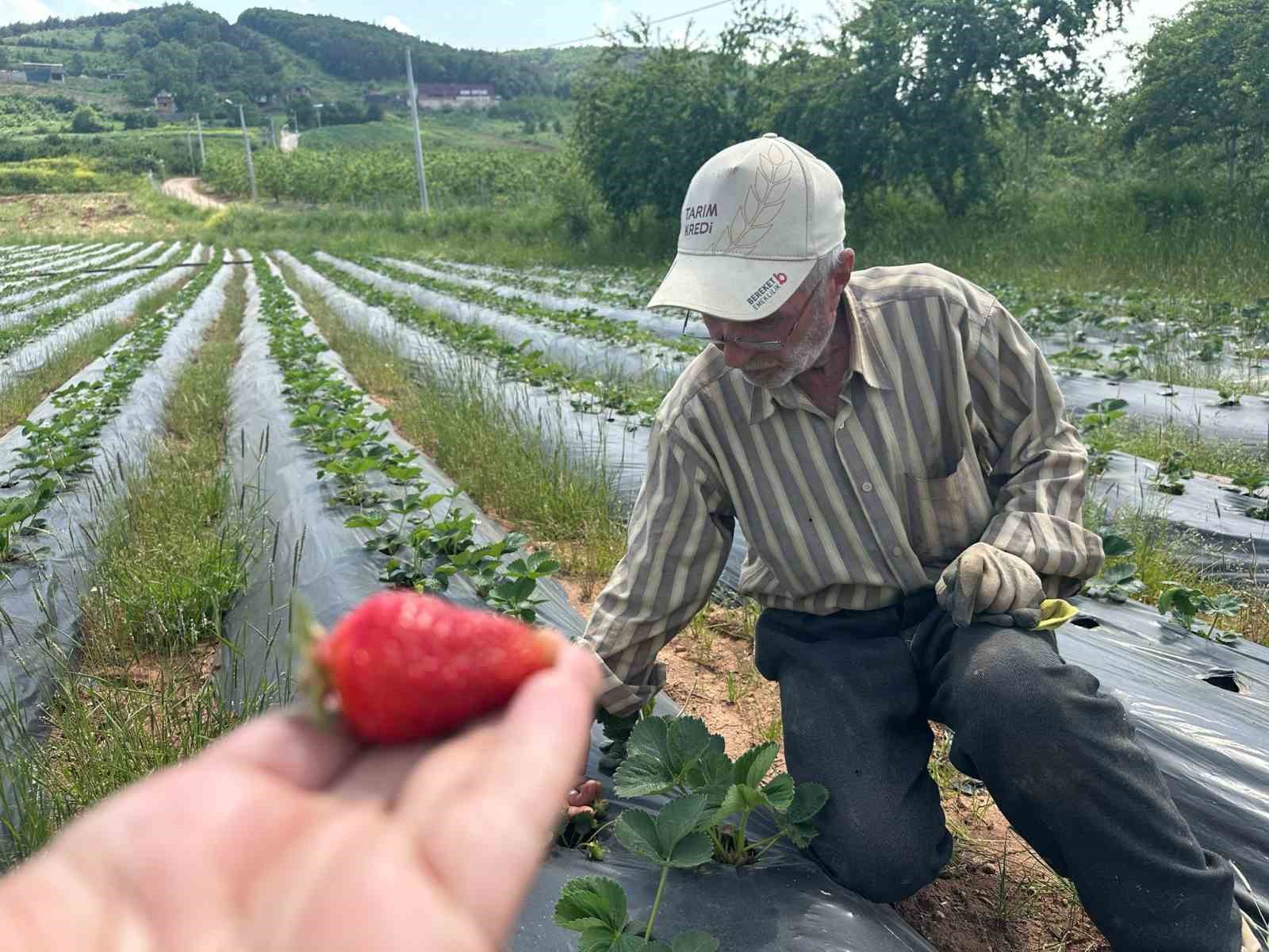 bursada cilek hasadi basliyor uretici 100 lira fiyat bekliyor 0 SRL1w1Uf
