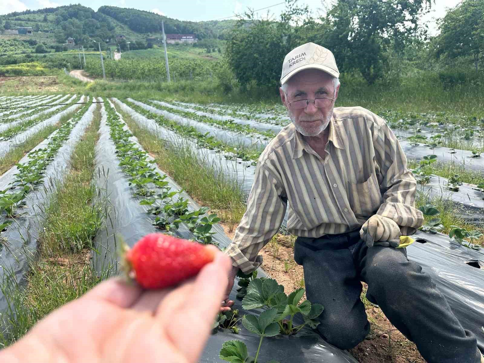 bursada cilek hasadi basliyor uretici 100 lira fiyat bekliyor 1 UfzWTptI