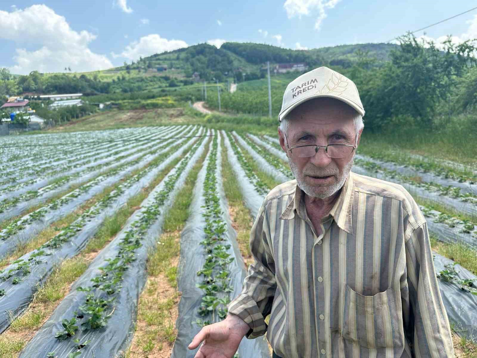 bursada cilek hasadi basliyor uretici 100 lira fiyat bekliyor 2 N4Gk6cn5