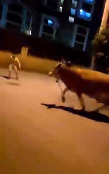 Bursa’da dana paniği 4 bursada dana panigi 0 H7LGhmsT