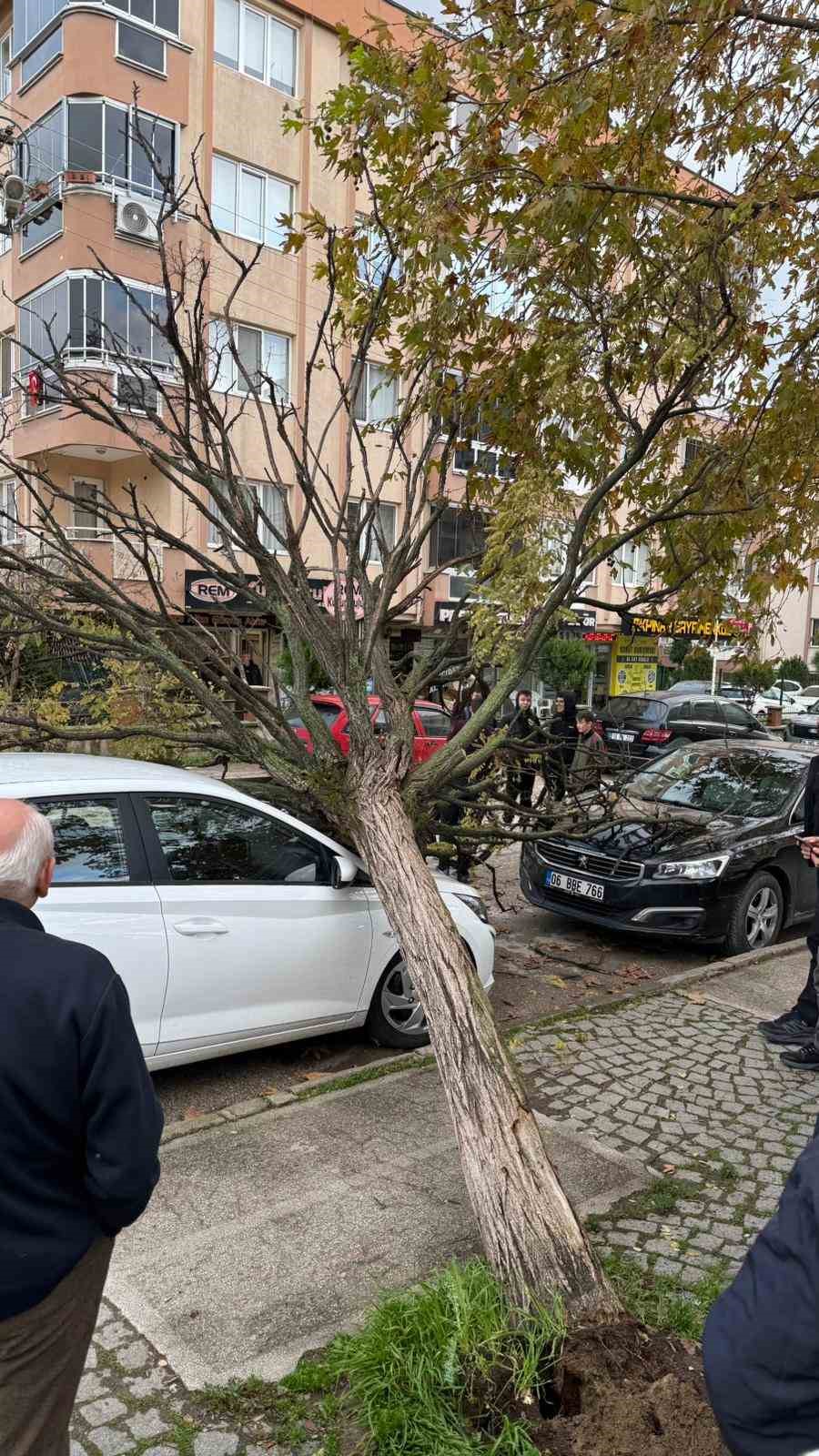 bursada devrilen agac korku dolu anlar yasatti 1 sCEHkMsL
