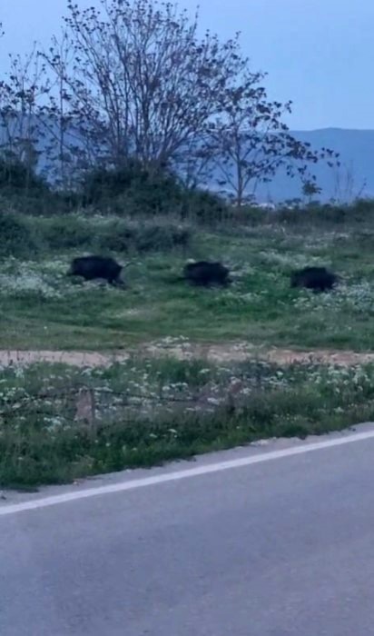 bursada domuzlar sehir icinde goruntulendi 0