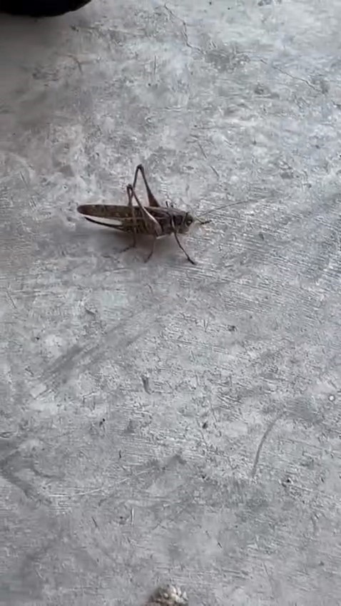 bursada etcil cekirgeler goruntulendi 0 4vnmksj3