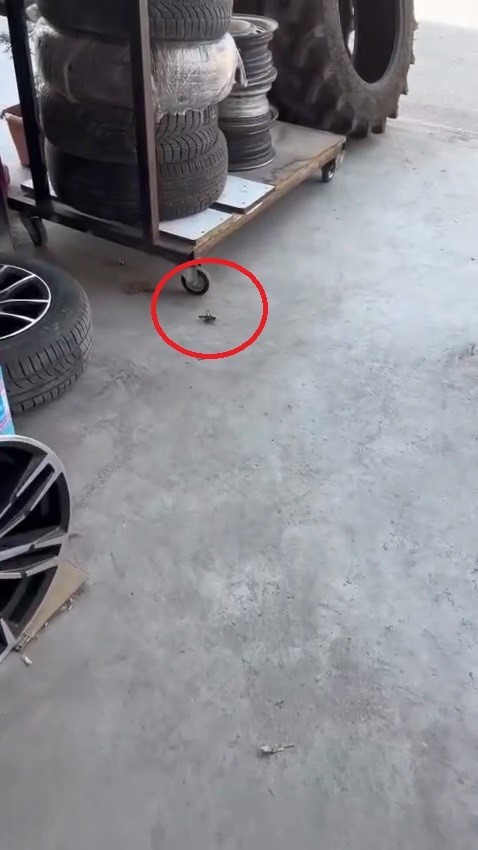 bursada etcil cekirgeler goruntulendi 1