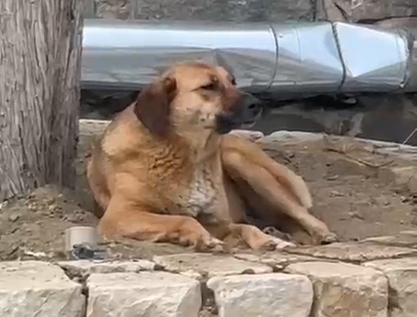 bursada ezana uluyan sokak kopegi dikkat cekti 2