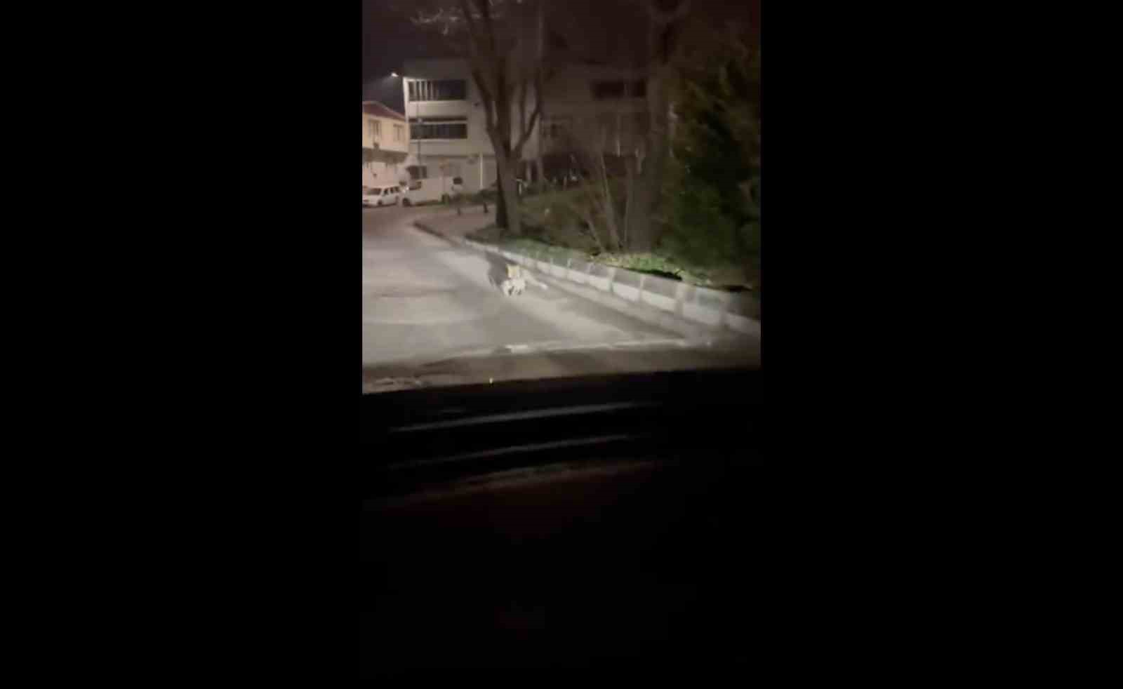 bursada gece yarisi tilki agzinda kediyle sokakta goruntulendi 0 JtwV9KTO