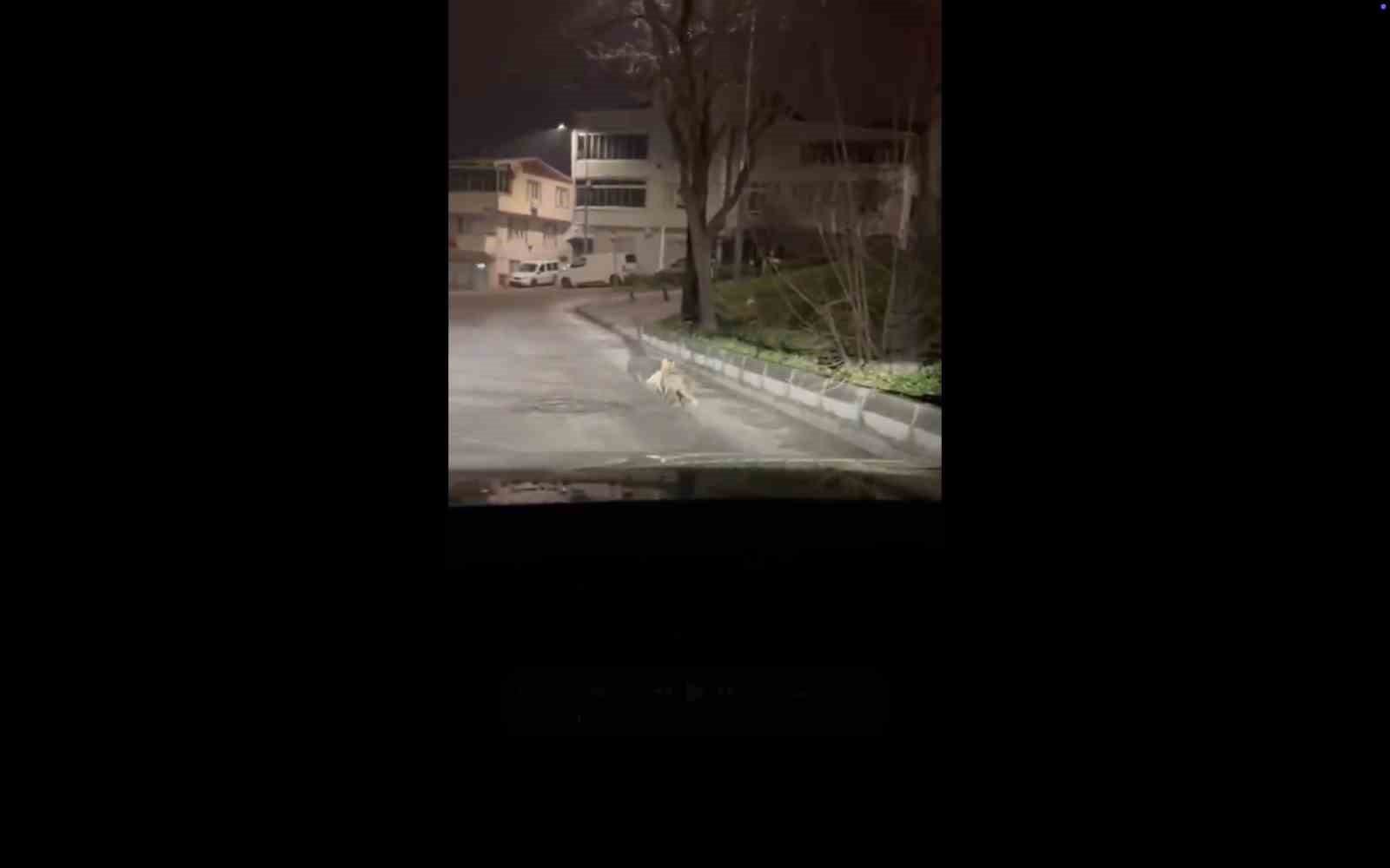 bursada gece yarisi tilki agzinda kediyle sokakta goruntulendi 1 cqN4WDHs