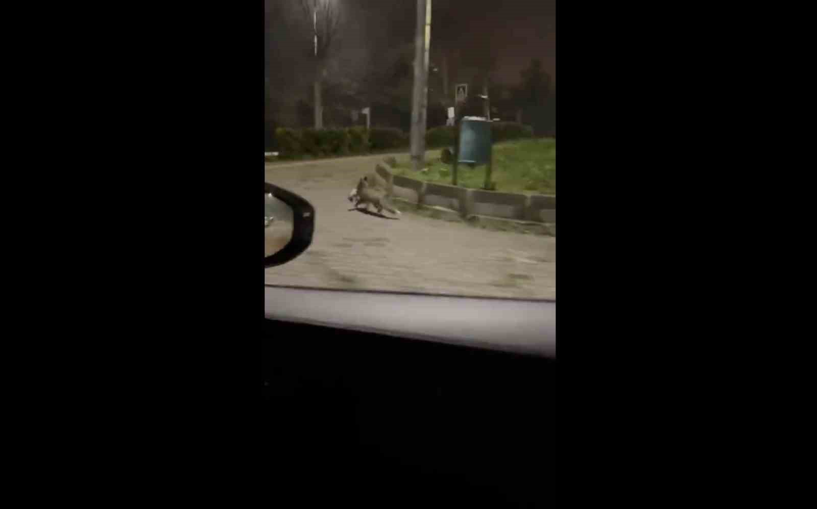 bursada gece yarisi tilki agzinda kediyle sokakta goruntulendi 2 jaUbv4WP