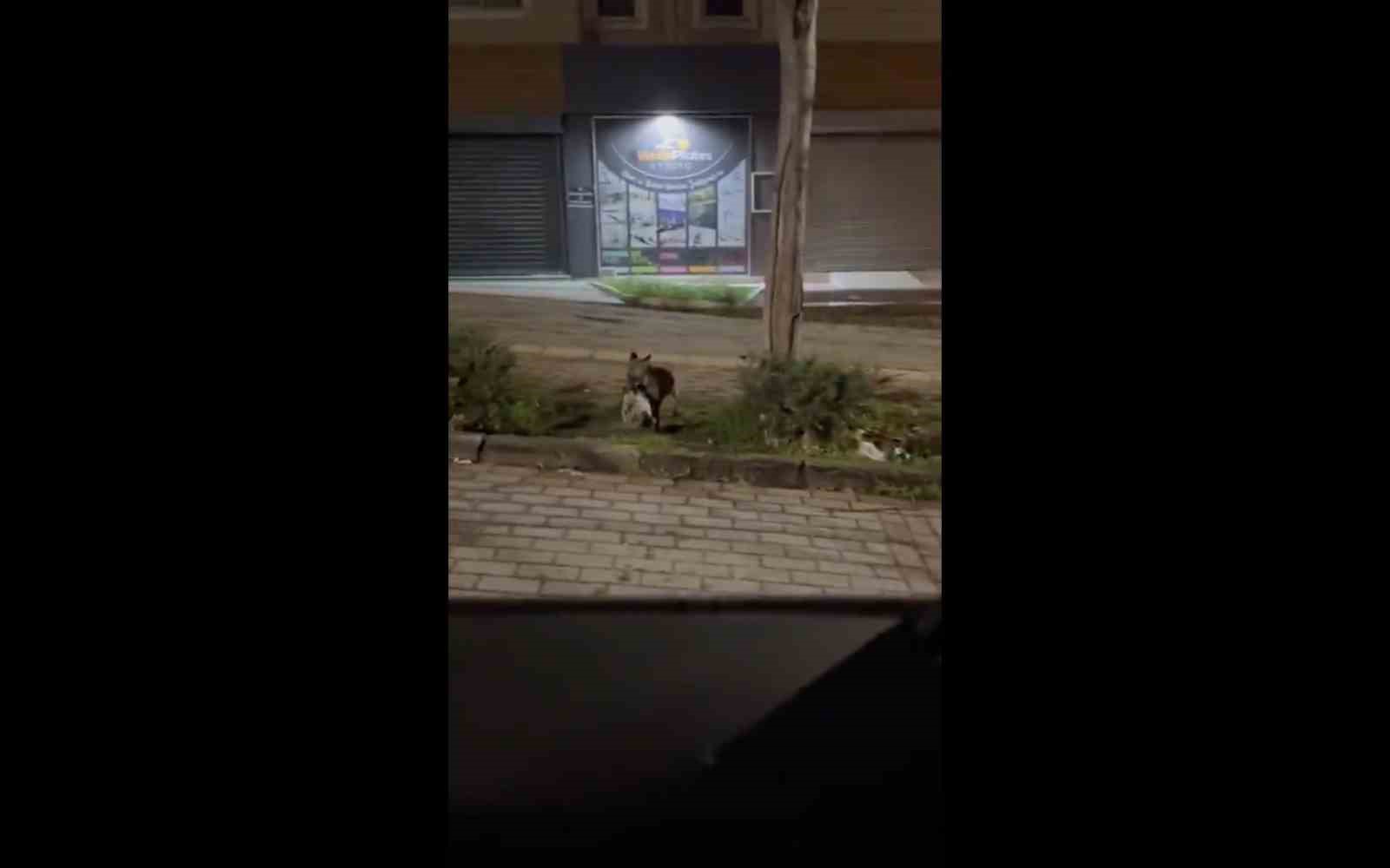 bursada gece yarisi tilki agzinda kediyle sokakta goruntulendi 4 8zc7r7RI