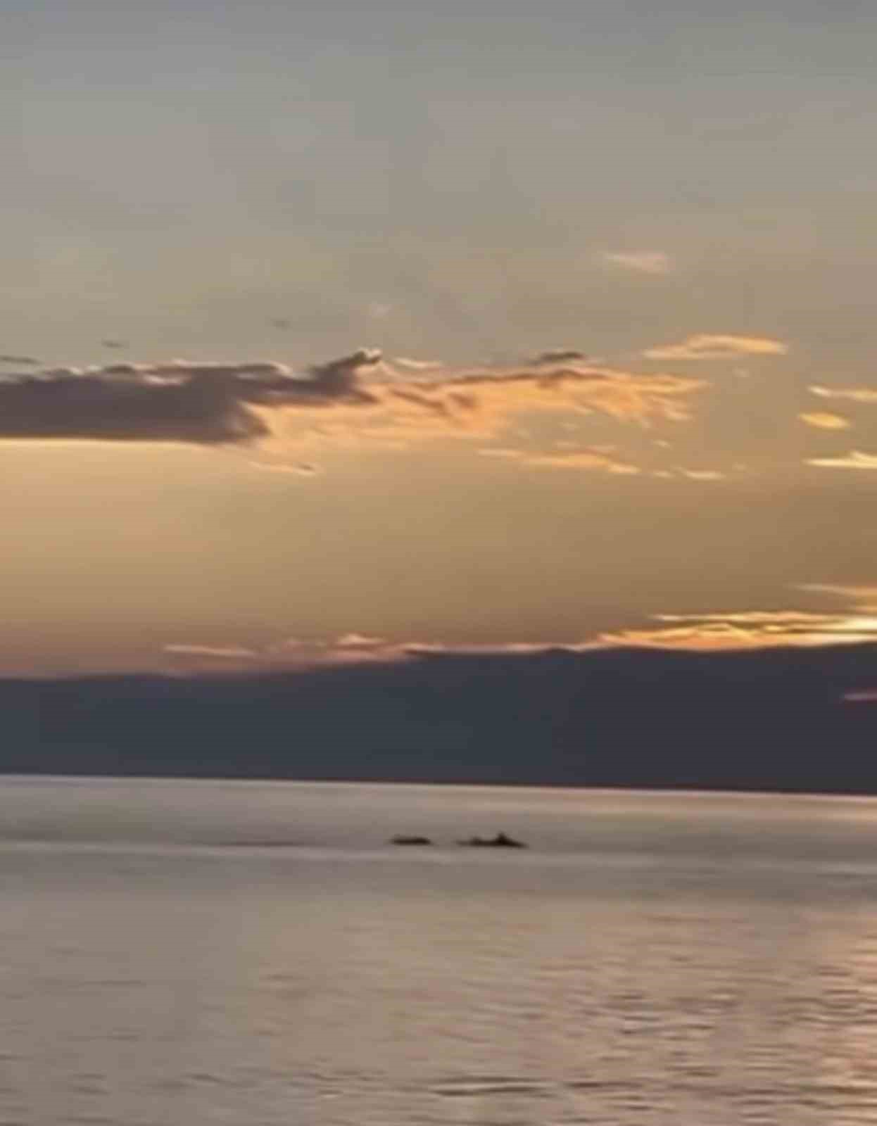 bursada gun dogumunda yunus baliklari gorsel solen olusturdu 0 PtqLqG9O