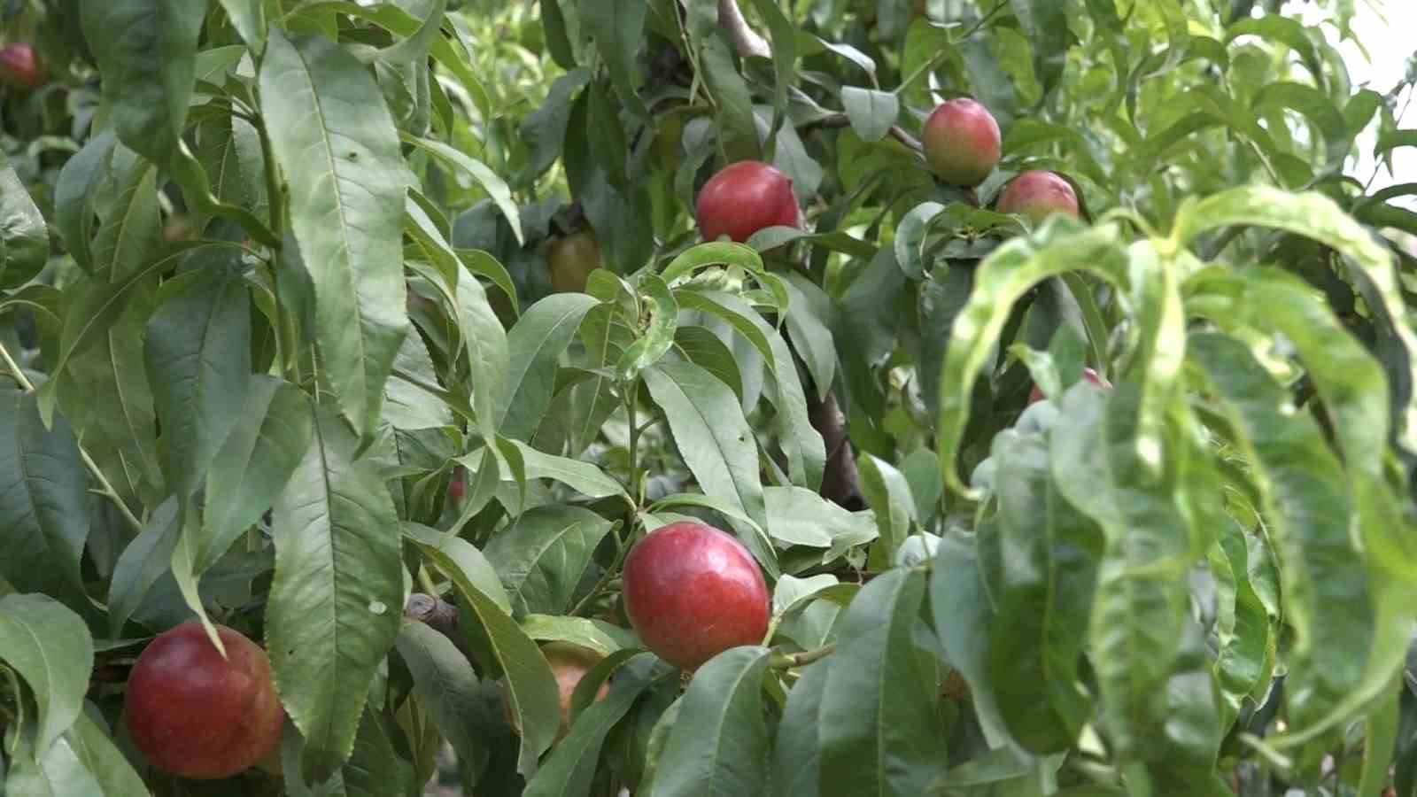 bursada kule donen agaclarin arasindaki seftali bahcesi bu kez meyvesiyle umut oldu 0 zFHuMbvE