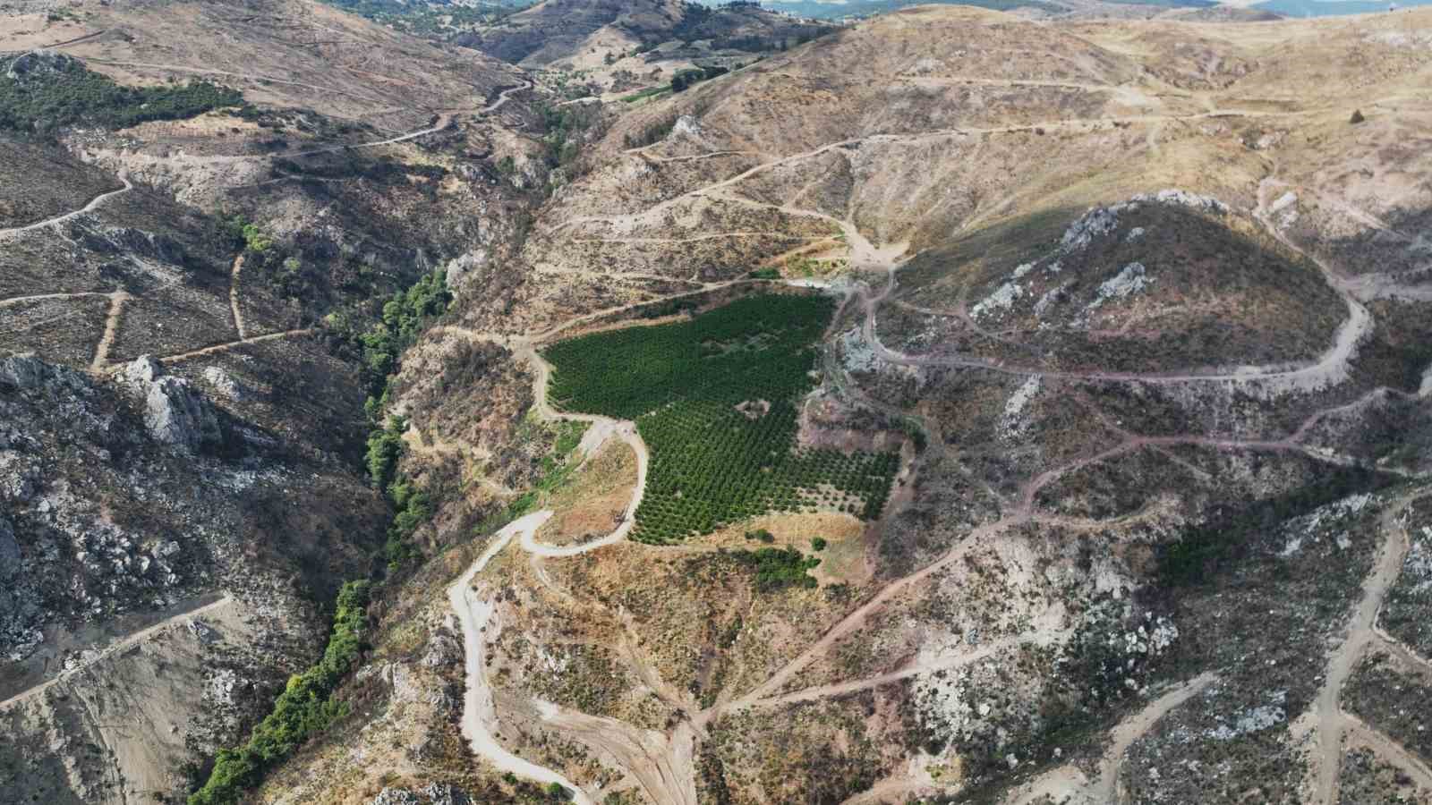bursada kule donen agaclarin arasindaki seftali bahcesi bu kez meyvesiyle umut oldu 4 wUL12fRj