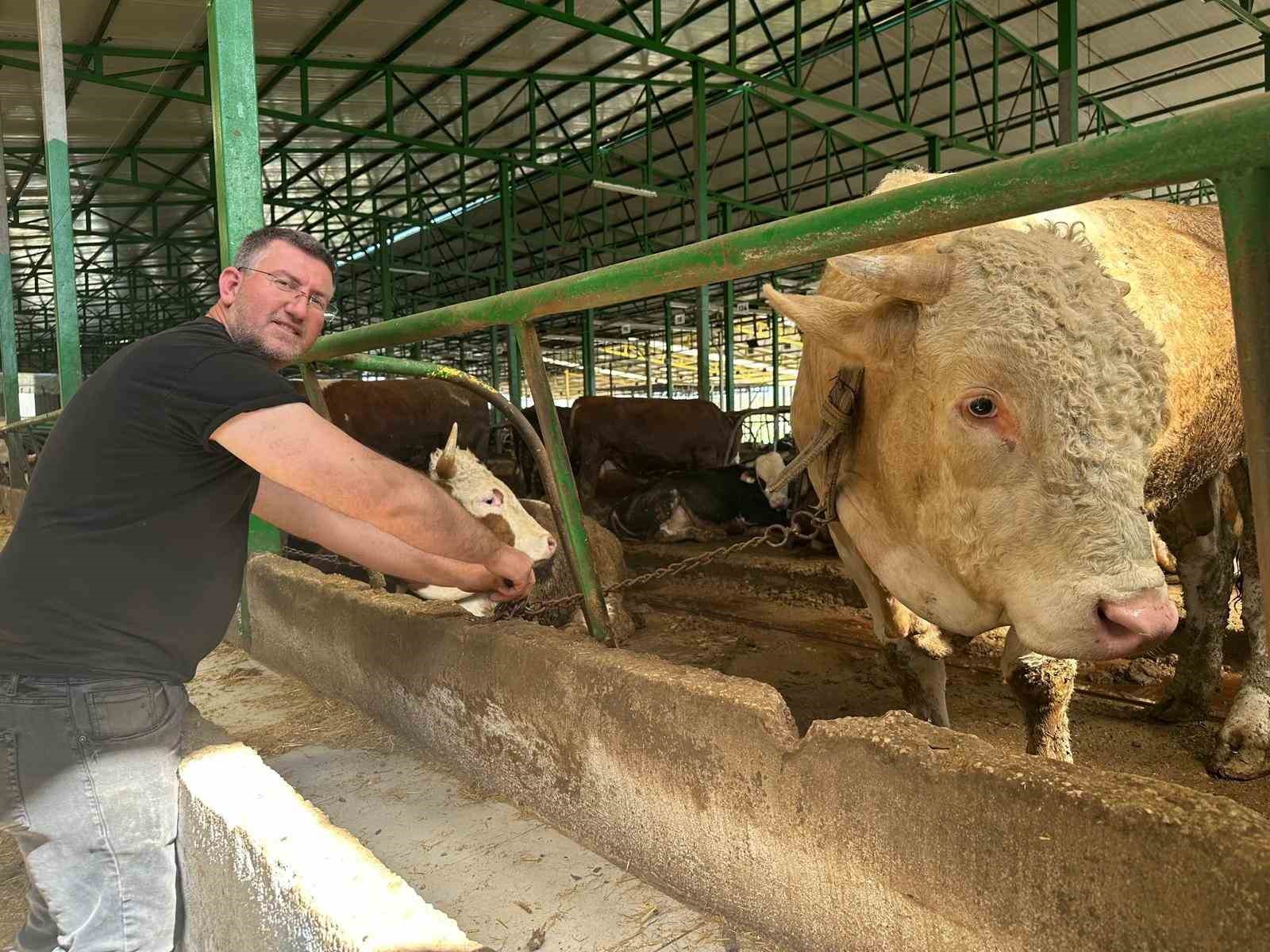 bursada kurban hareketliligi tonluk bogayi 400 bin liraya satti 0 GeFE7zaP