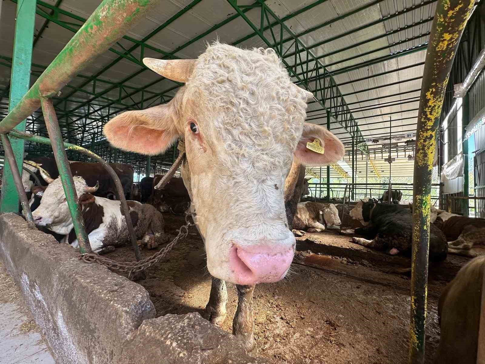 bursada kurban hareketliligi tonluk bogayi 400 bin liraya satti 1 EhJC8MDr