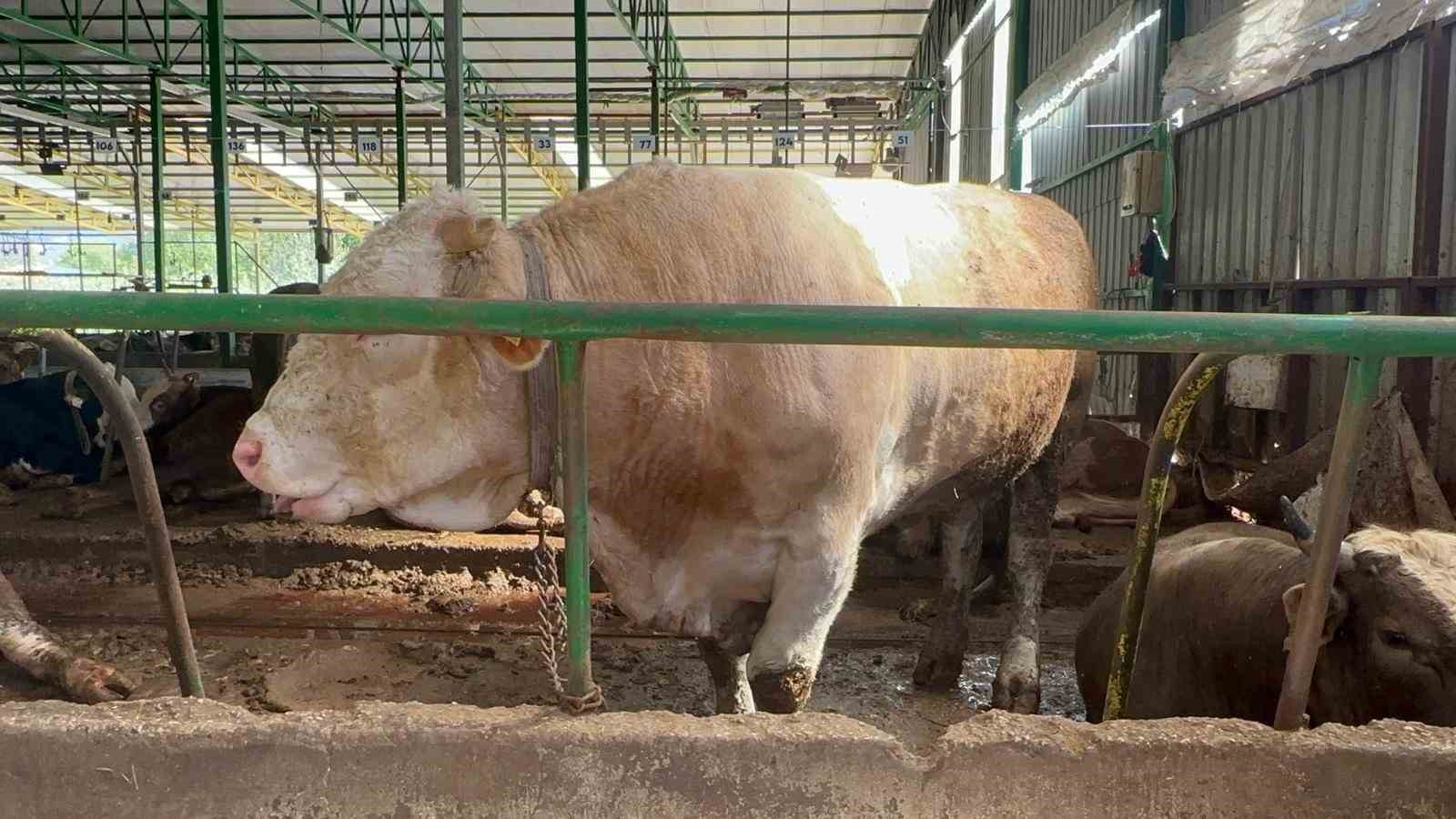 bursada kurban hareketliligi tonluk bogayi 400 bin liraya satti 2 n5UyzOPM