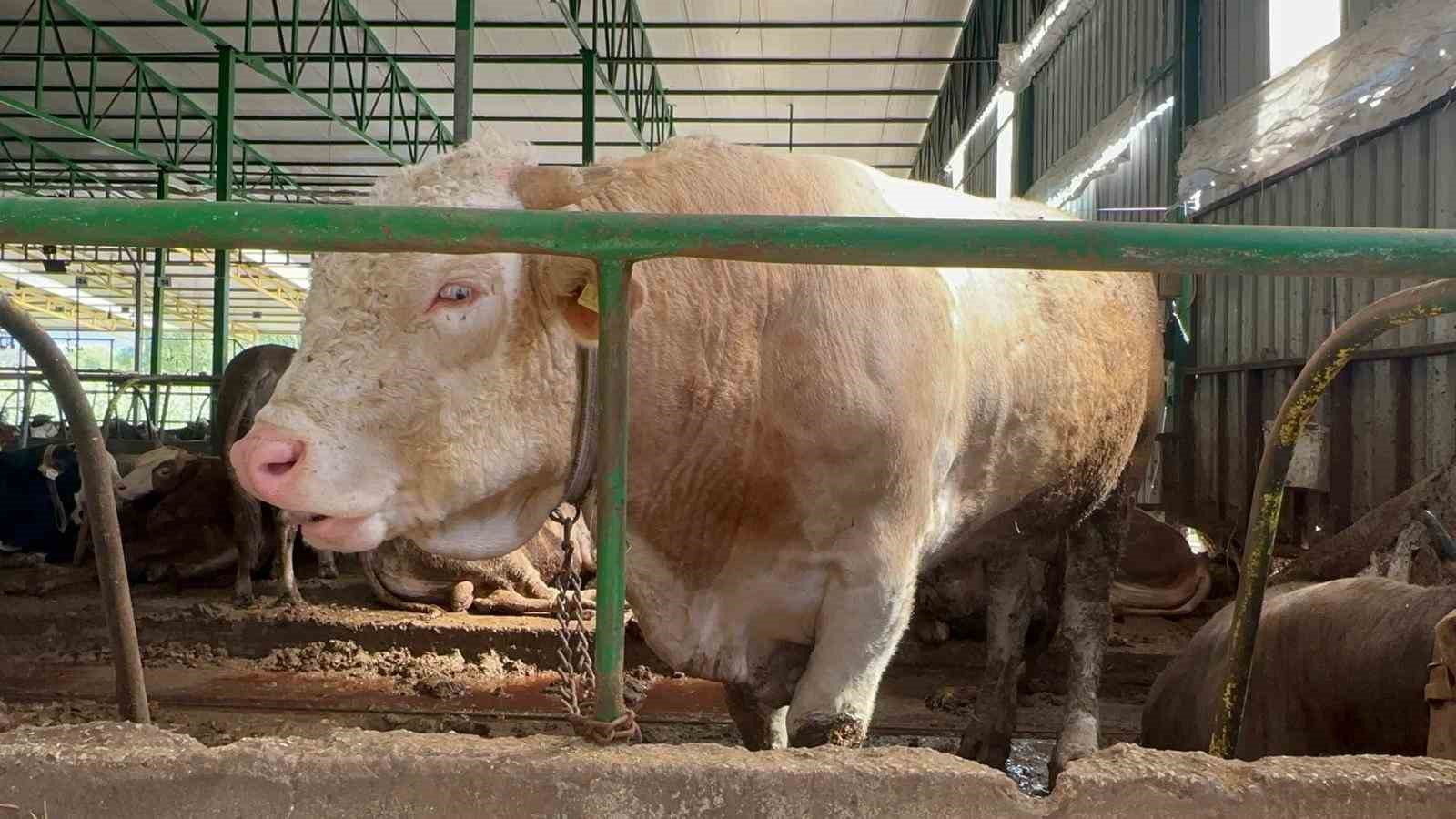 bursada kurban hareketliligi tonluk bogayi 400 bin liraya satti 3 IYinNFke