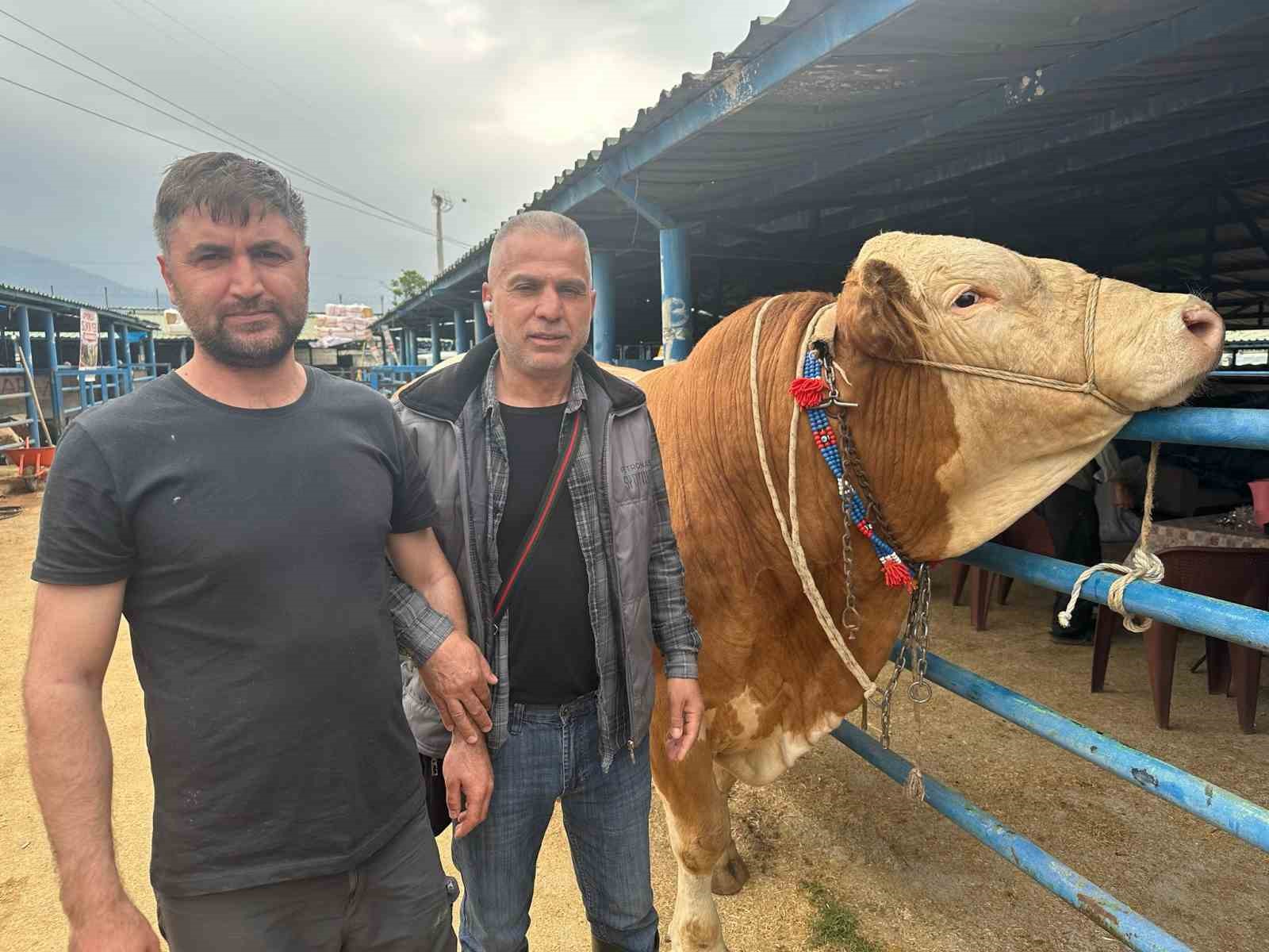 bursada kurbanlik sampiyonu gorucuye cikti tam 12 ton 1 TFKBOuCu