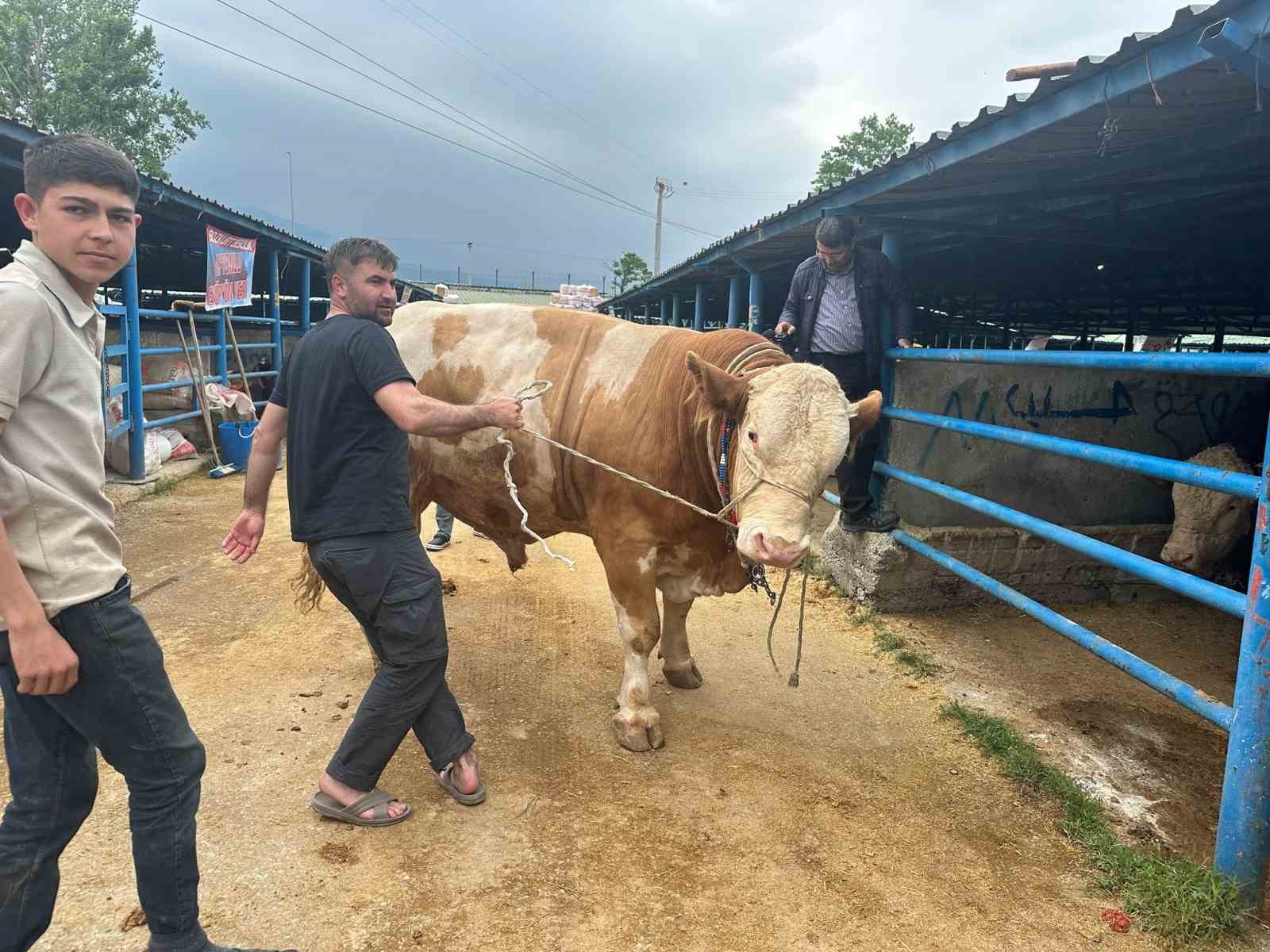 bursada kurbanlik sampiyonu gorucuye cikti tam 12 ton 2 bYMXssEP