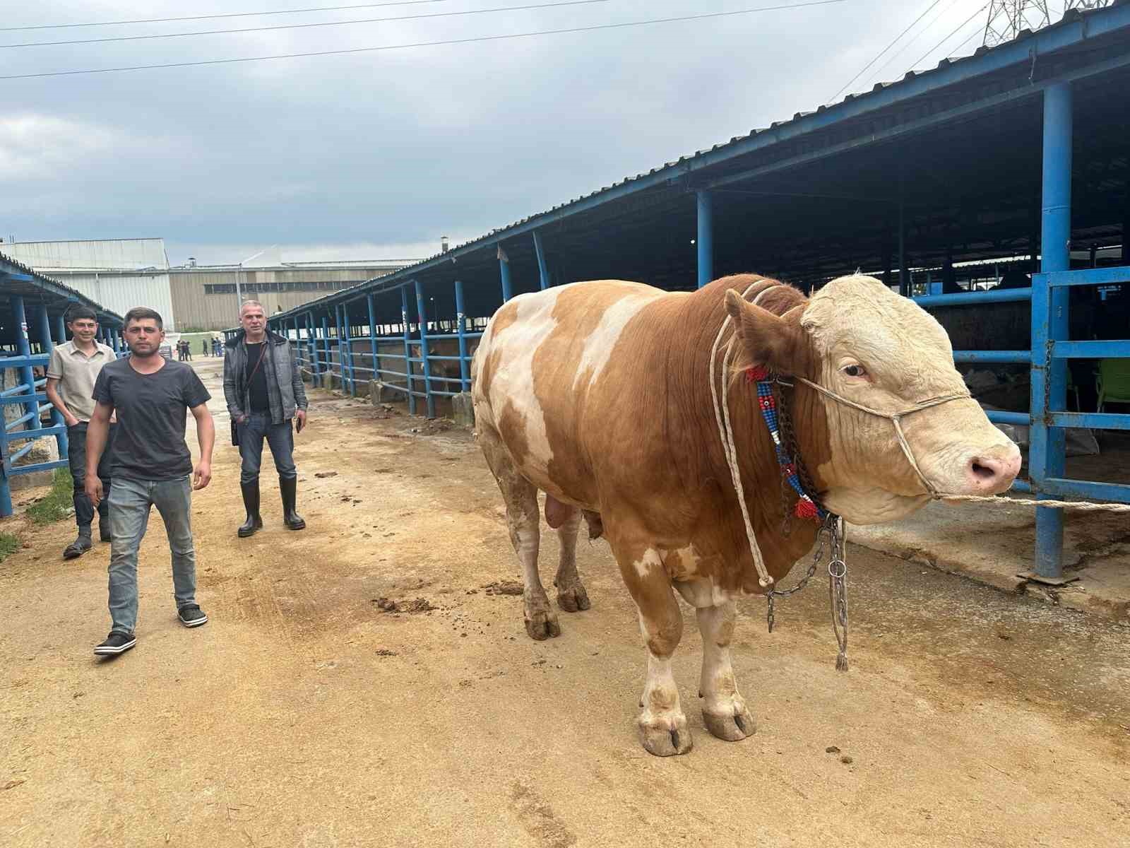 bursada kurbanlik sampiyonu gorucuye cikti tam 12 ton 3 fEWnh2yr
