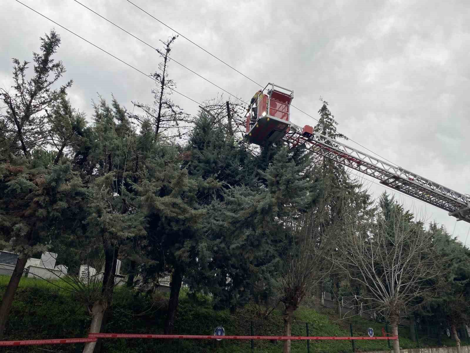 bursada lodos agaci devirdi elektrik hatlari zarar gordu 1 hj24apkT