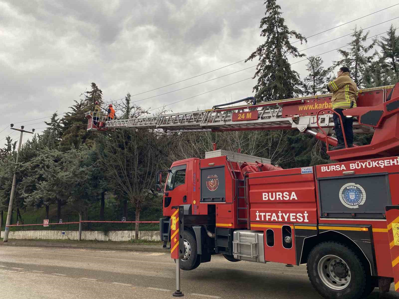 bursada lodos agaci devirdi elektrik hatlari zarar gordu 4