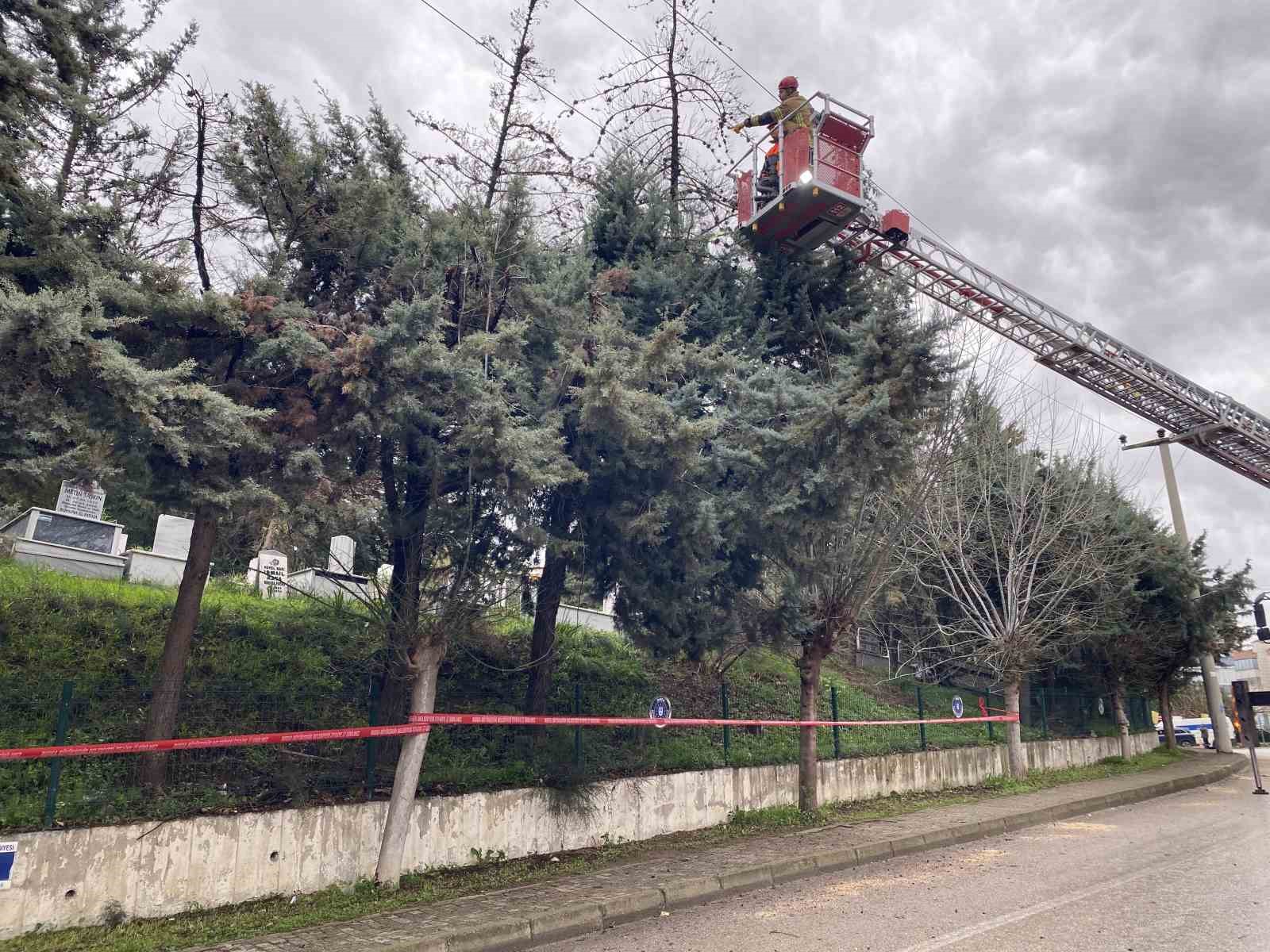 bursada lodos agaci devirdi elektrik hatlari zarar gordu 5 EyKu9AHt