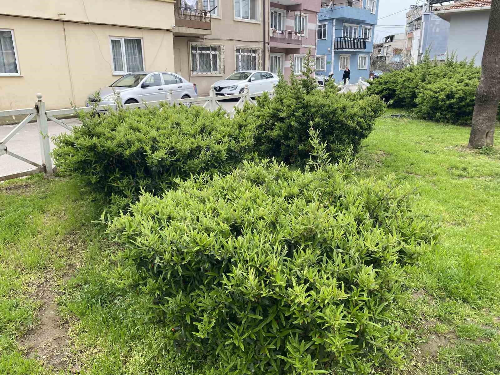 bursada parkta toplanan bitki az kalsin faciaya yol aciyordu 4