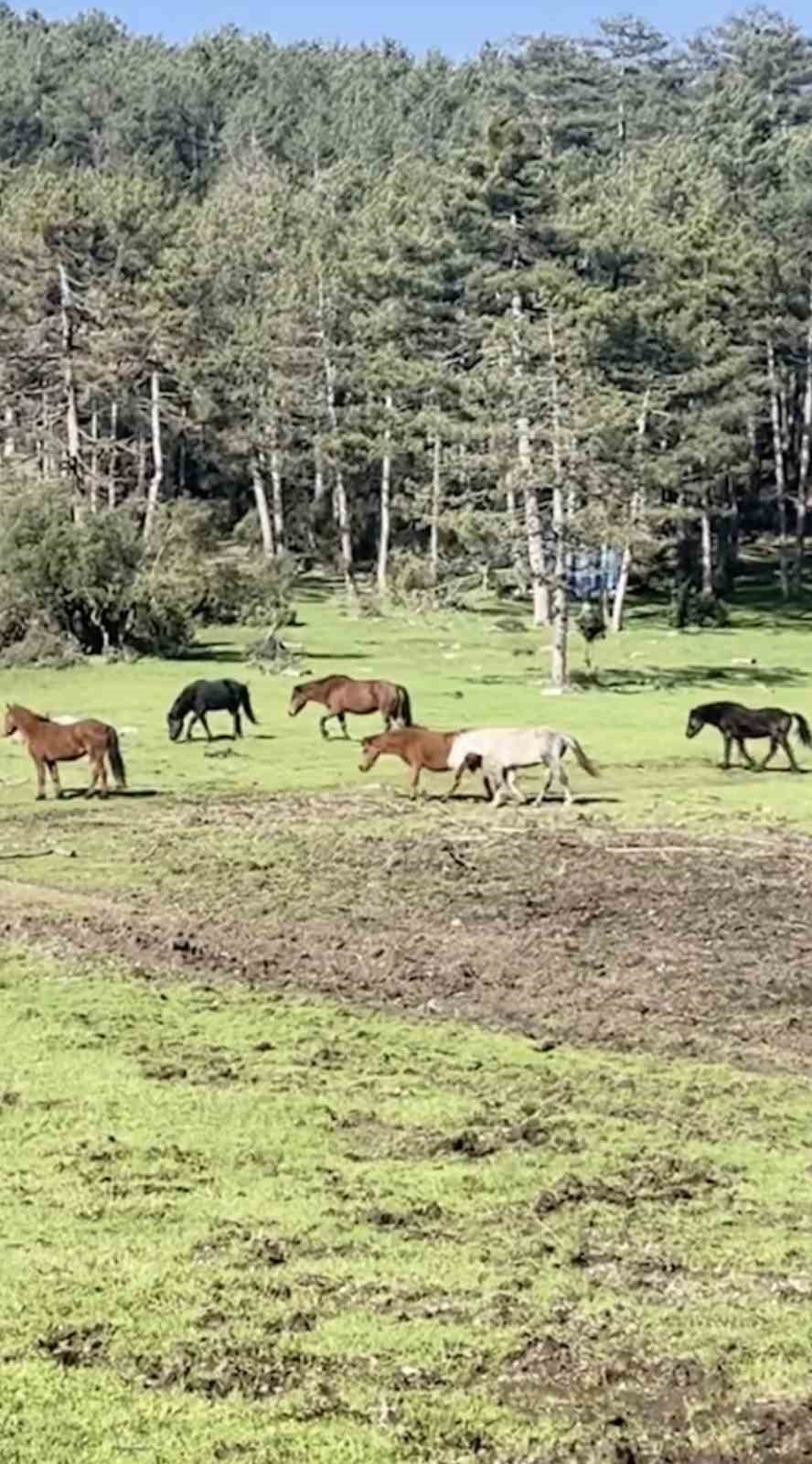 bursada yilki atlarinin ozgurluk gezisi 0 vpp1gilV