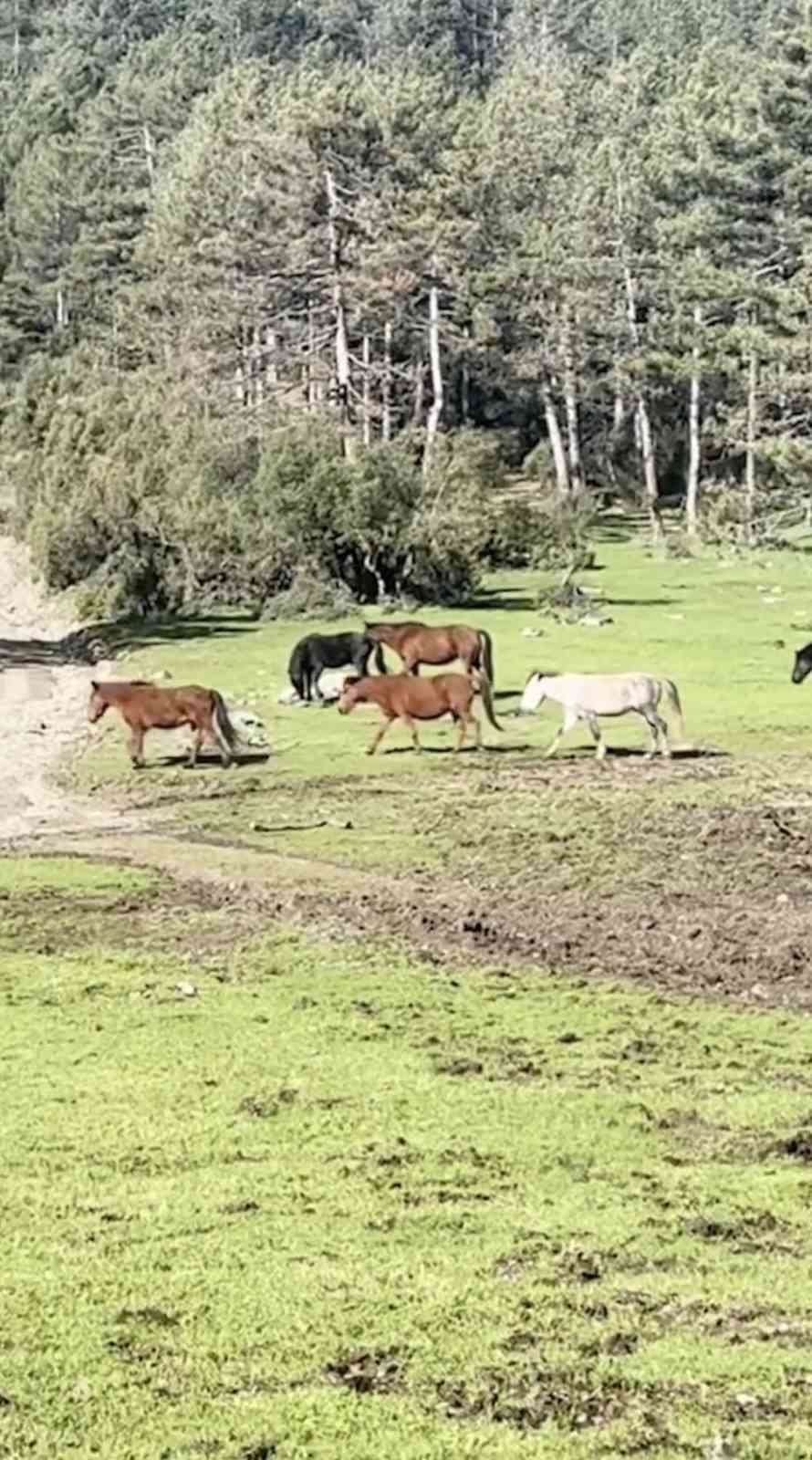 bursada yilki atlarinin ozgurluk gezisi 1 MjR63WlO