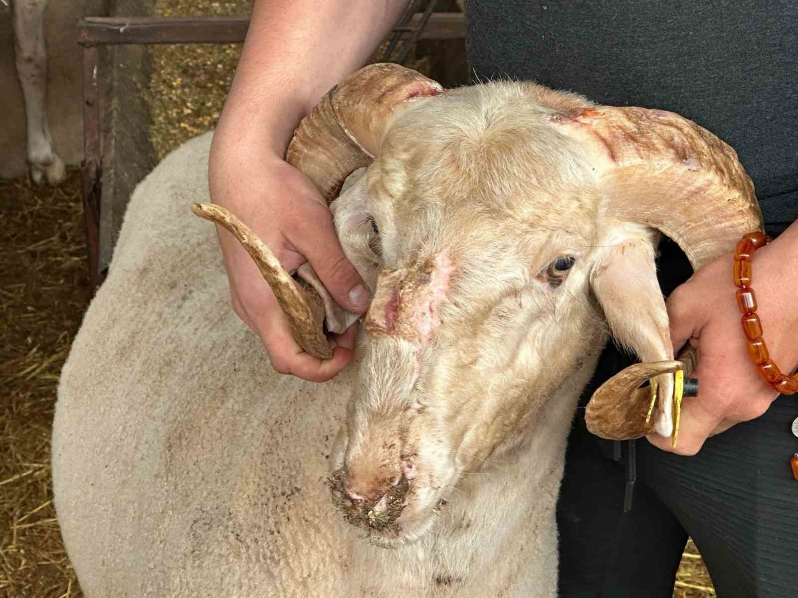bursadaki sira disi gergedan boynuzlu koc gorenleri sasirtiyor 1 rjD2qkf5