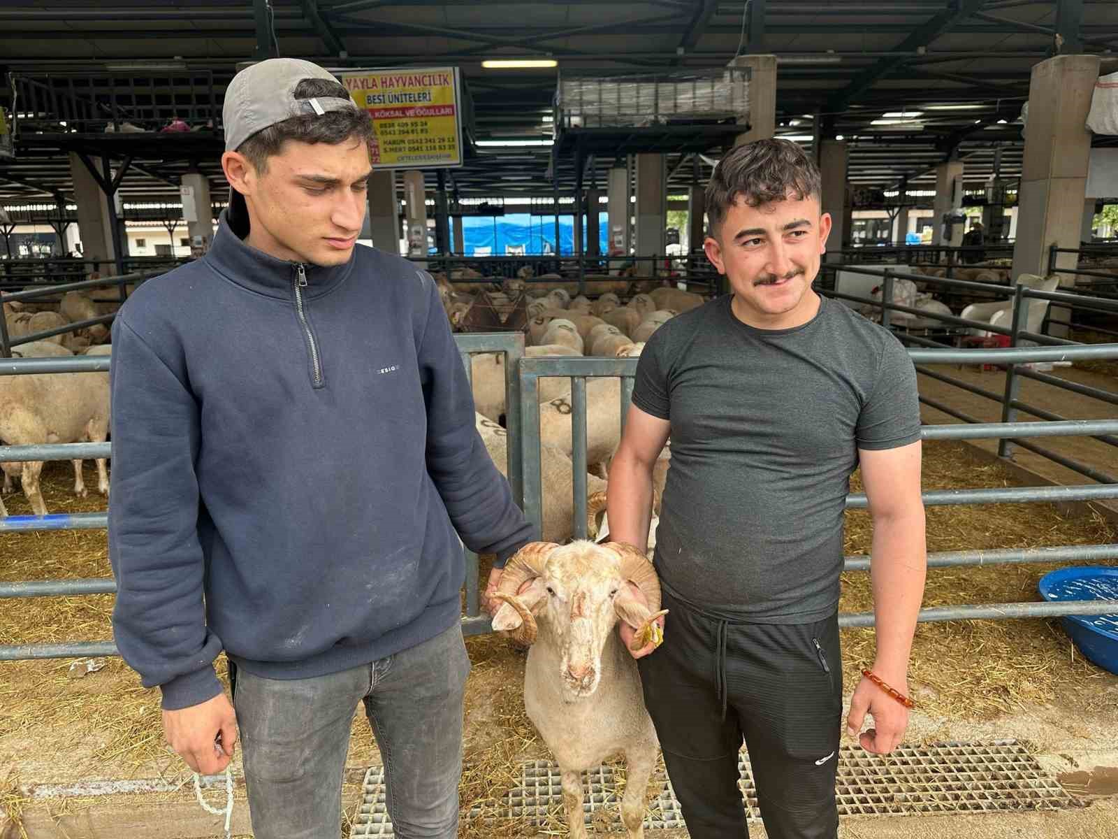 bursadaki sira disi gergedan boynuzlu koc gorenleri sasirtiyor 3