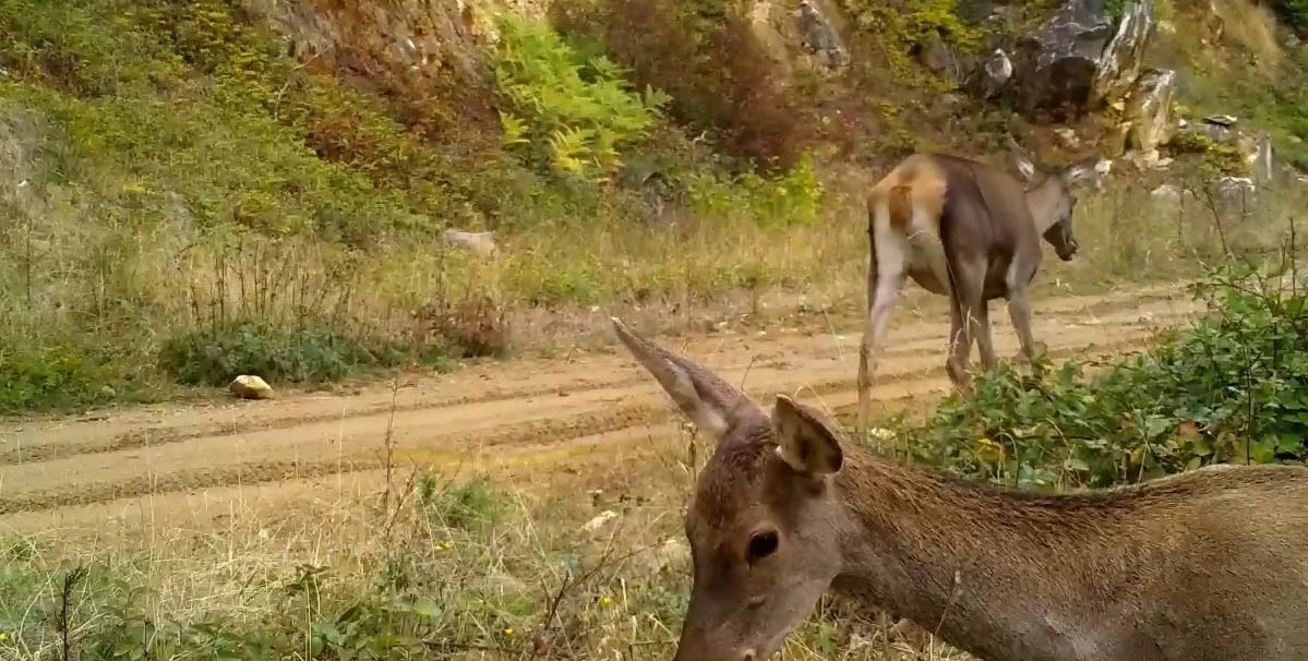 bursanin kizil geyikleri fotokapana takildi 0