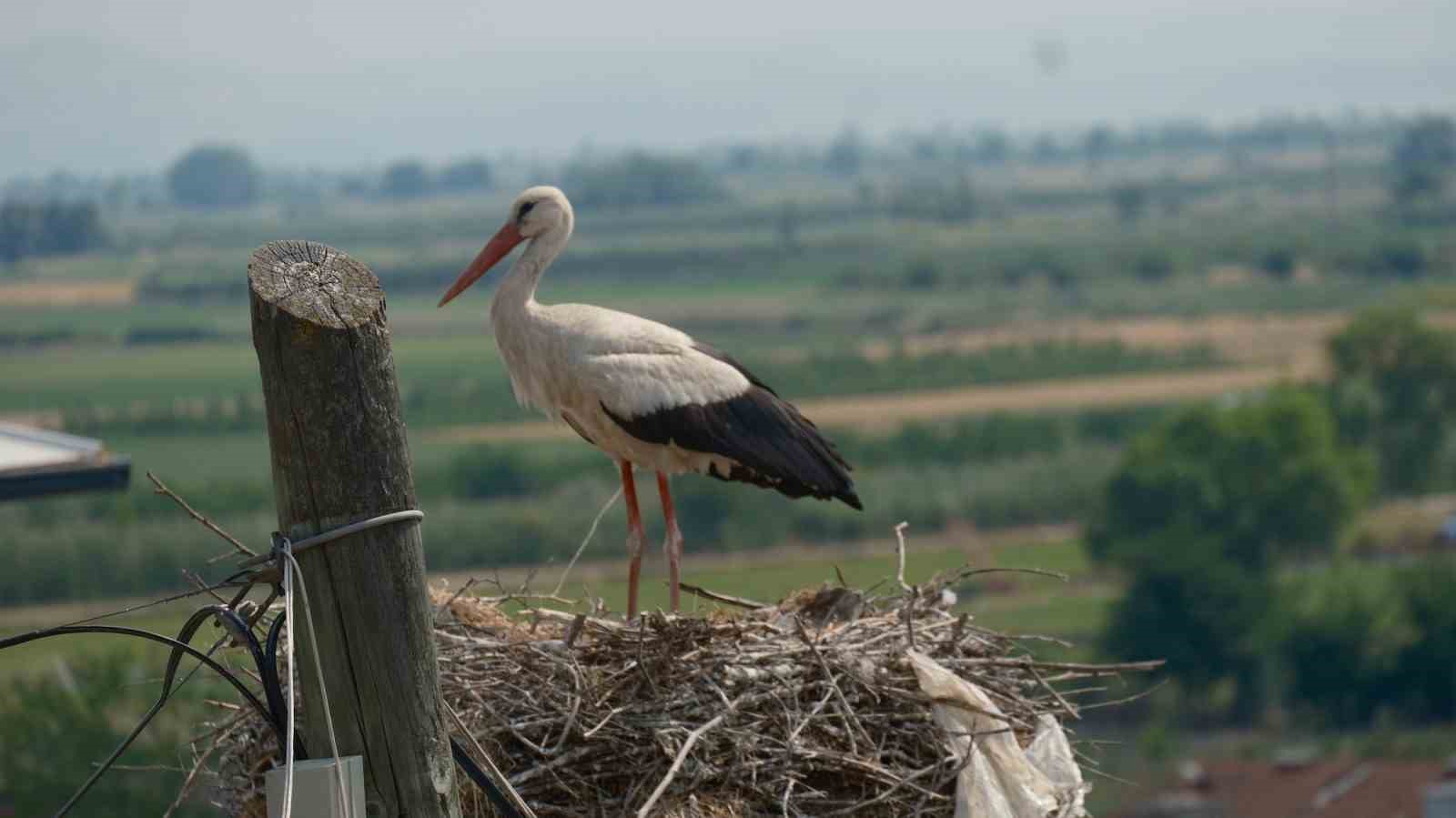 Bursa’nın "Leylek şehri"ne dönüşen mahallesinde 37 yuva bulunuyor 5 bursanin leylek sehrine donusen mahallesinde 37 yuva bulunuyor 1