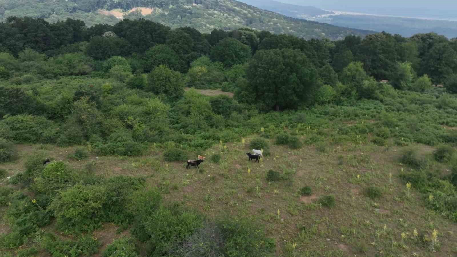 bursanin ozgur kurbanliklari daglarda buyuyor 4