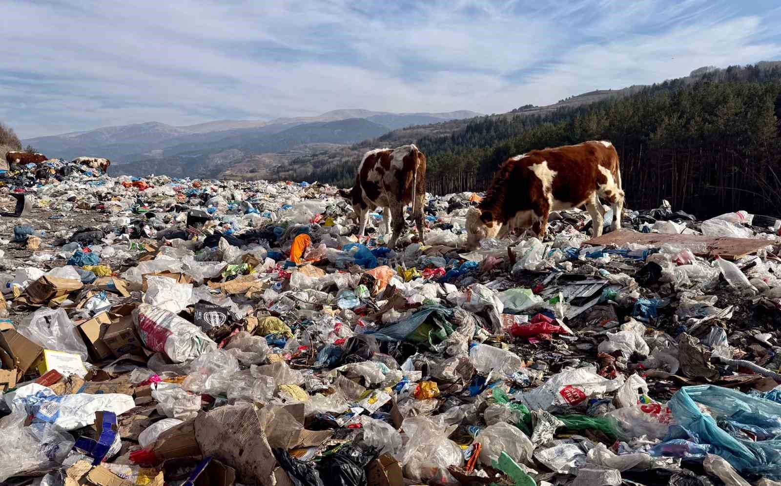 buyukbas hayvanlar coplukte besleniyor 1 1lFtQIzE