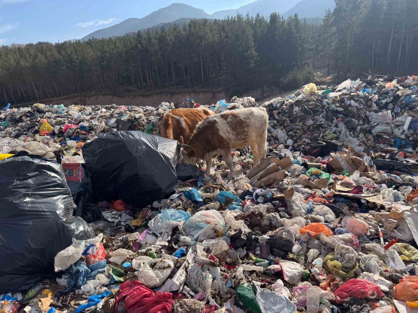 buyukbas hayvanlar coplukte besleniyor 2 reff9jzg