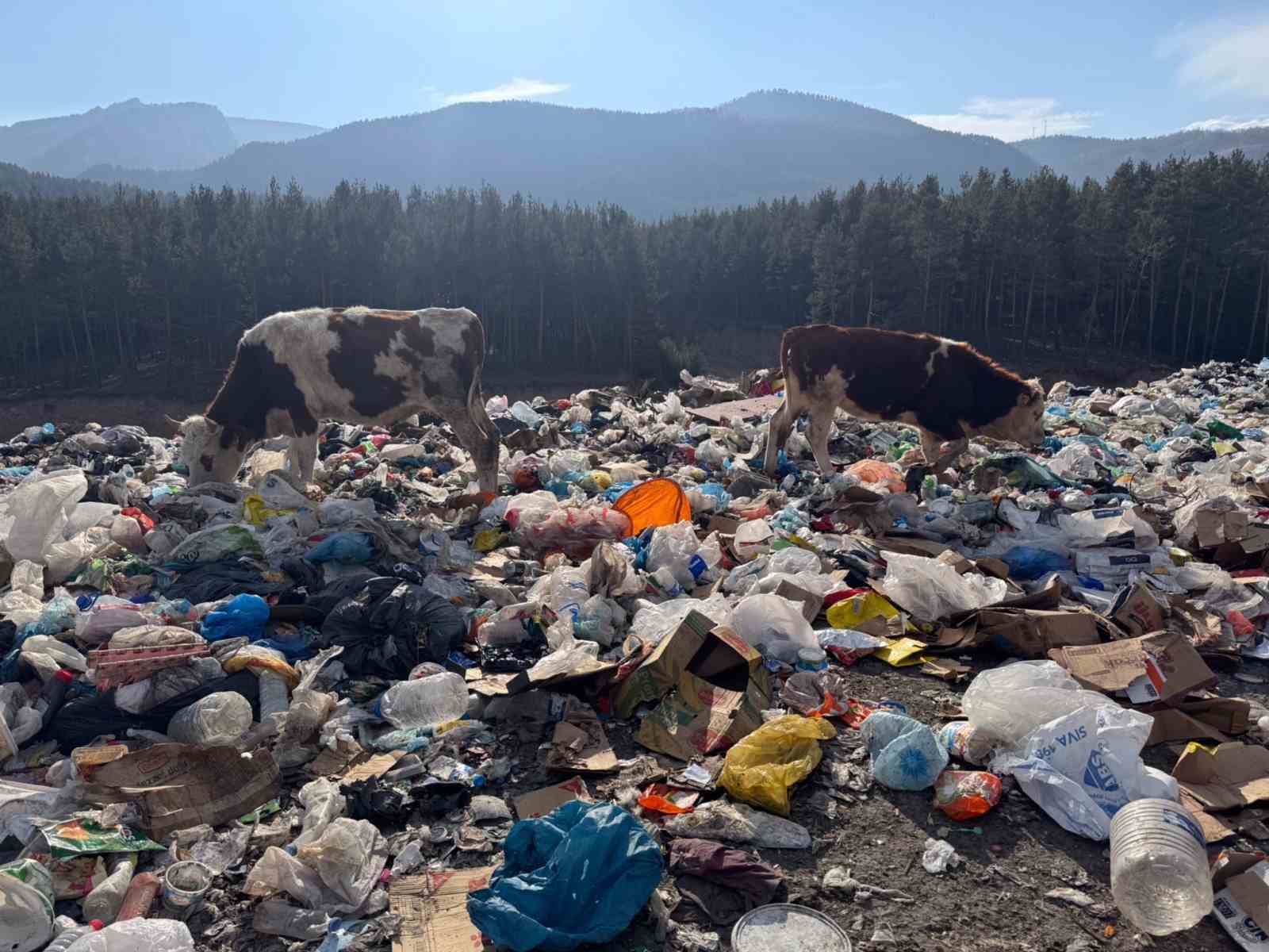 buyukbas hayvanlar coplukte besleniyor 4 E314dAtN