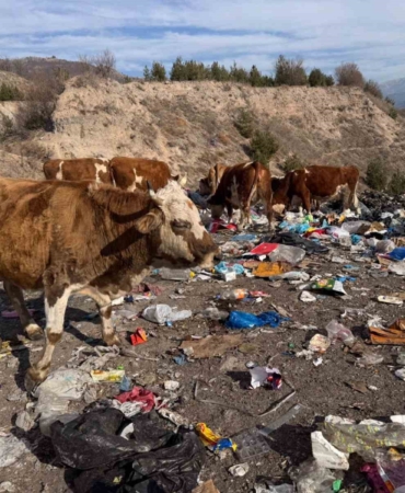 buyukbas-hayvanlar-coplukte-besleniyor-glyZC3eT.jpg
