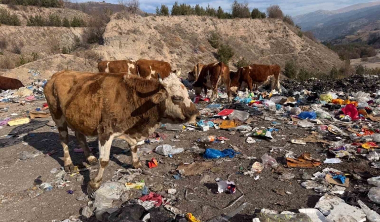 buyukbas-hayvanlar-coplukte-besleniyor-glyZC3eT.jpg