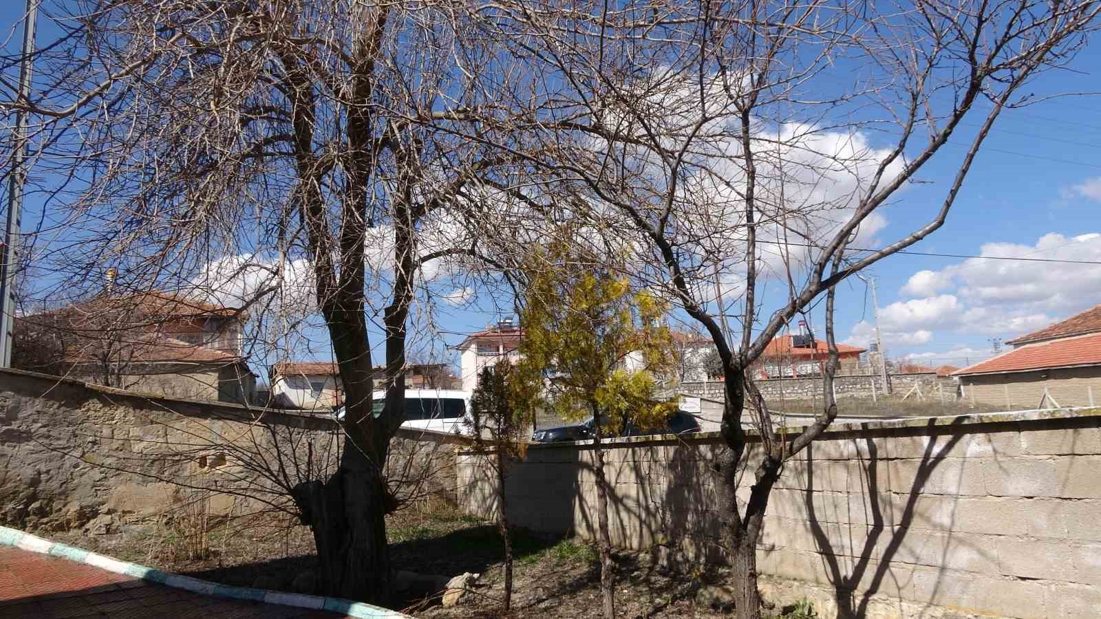 buyukincirli koyunde incirin yalnizca adi kaldi 2 bKSA6AYB