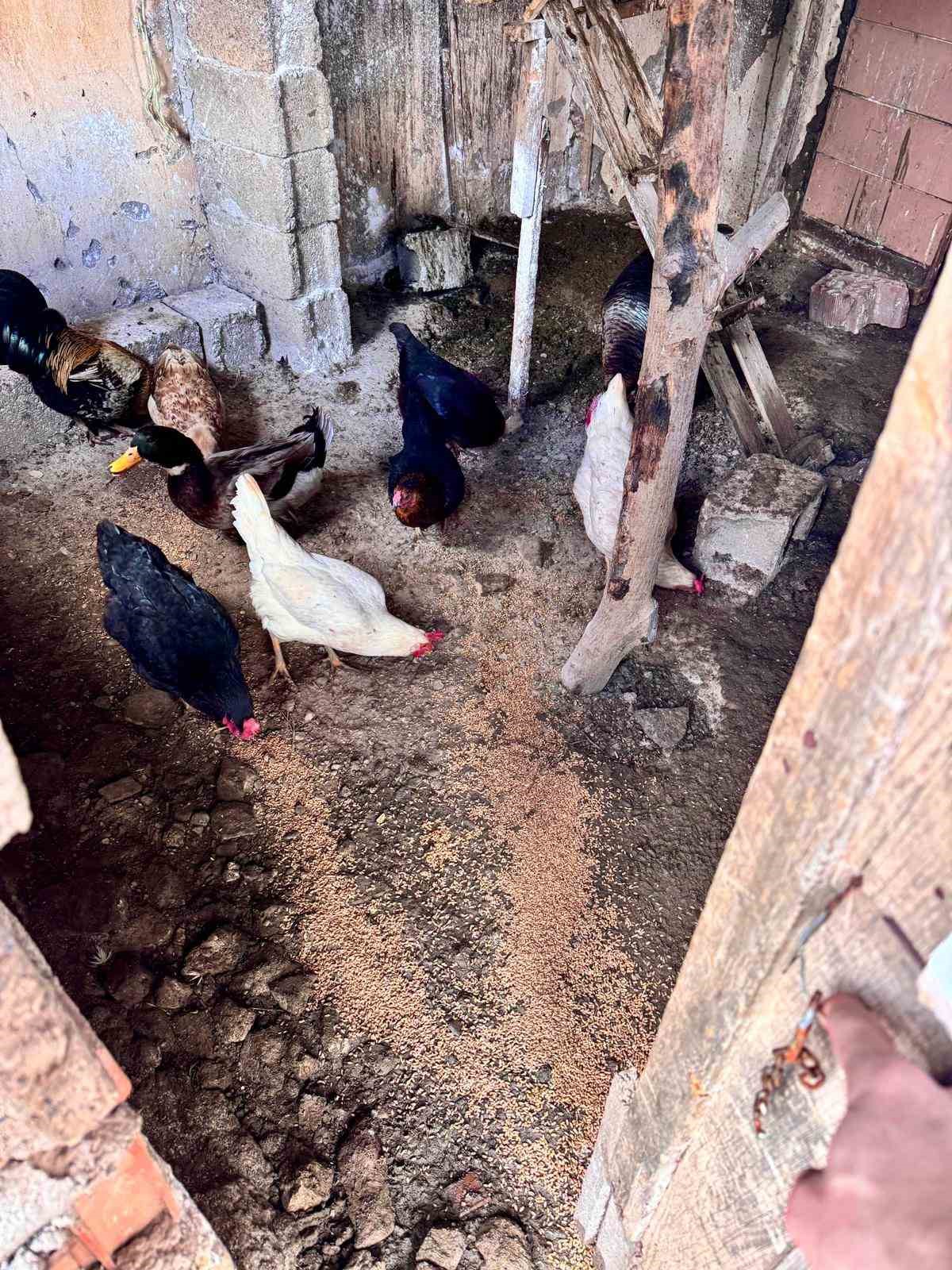buyuksehir ekipleri tum canlilar icin ayni ozveriyle calisiyor 5 zMdOvOq1
