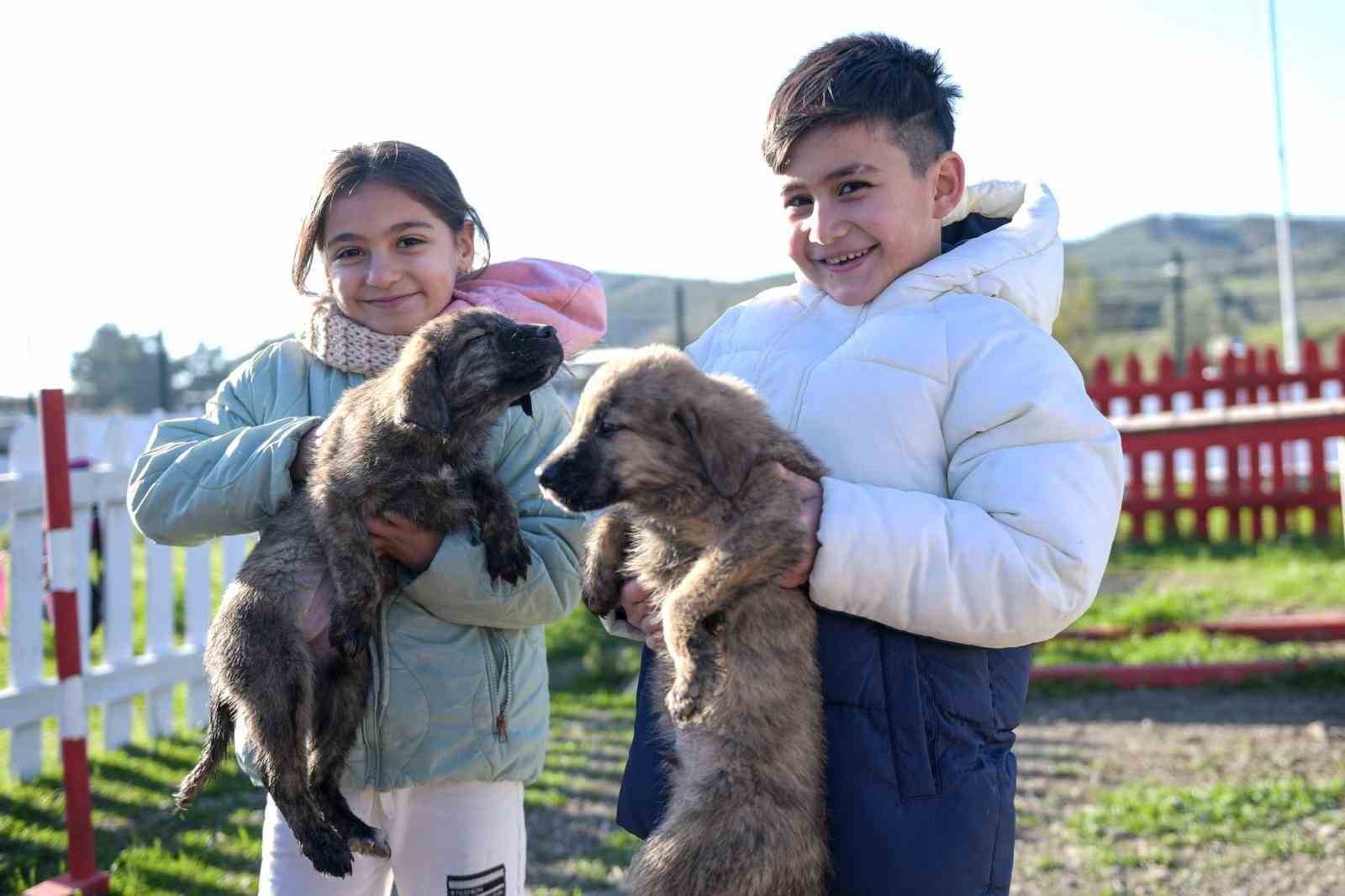 buyuksehirden dikiliye tam tesekkullu sokak hayvanlari kampusu 0 tpDhYJ5R