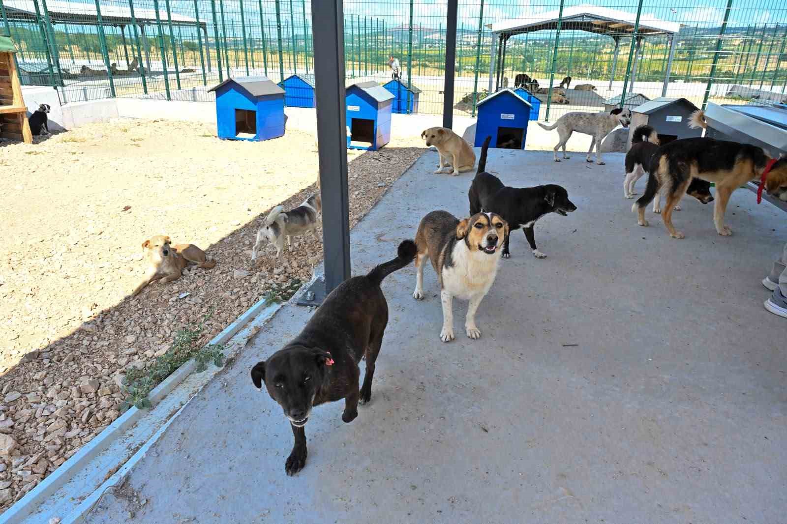 Büyükşehir’den sokak hayvanlarına yeni yuva 5 buyuksehirden sokak hayvanlarina yeni yuva 1