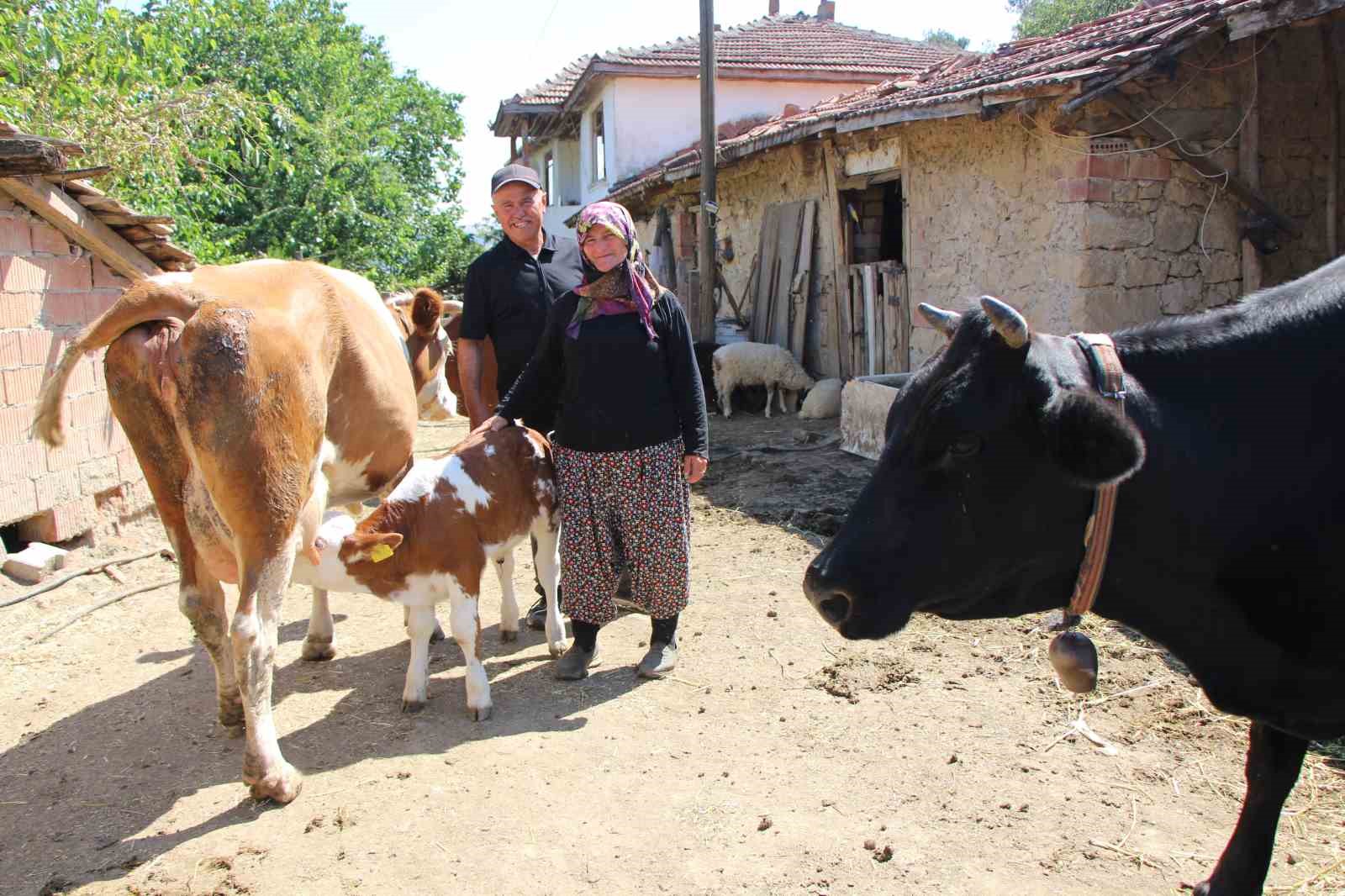 Buzağılarına hayranı oldukları şarkıcının ismini verdiler: ‘Yıldız’ ve ‘Tilbe’ 9 buzagilarina hayrani olduklari sarkicinin ismini verdiler yildiz ve tilbe 5 MwP6VAjJ