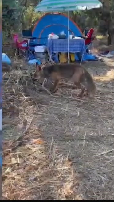 cakal kamp alanina girerek ekmek caldi 2 eAUkbuLJ