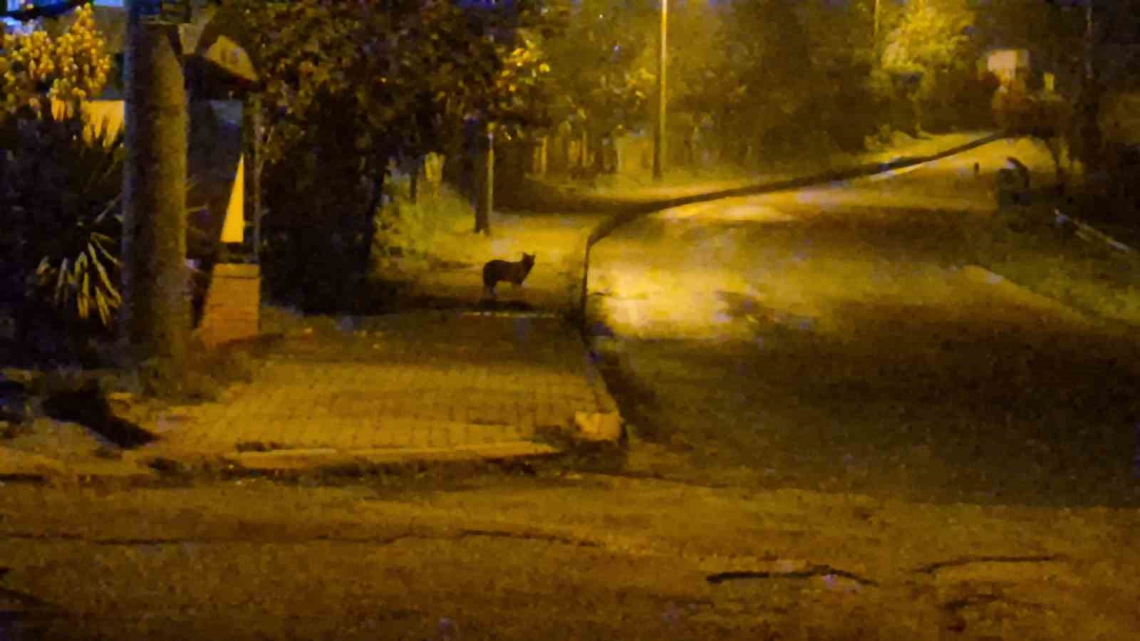 cakallar bartin sehir merkezini mesken tuttu 1 279iIyGB