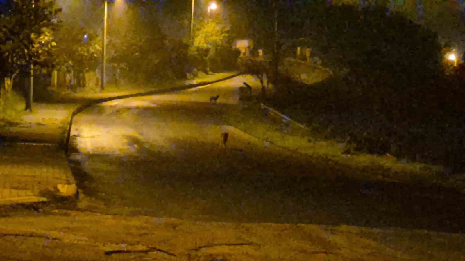 cakallar bartin sehir merkezini mesken tuttu 2 G96pECXi